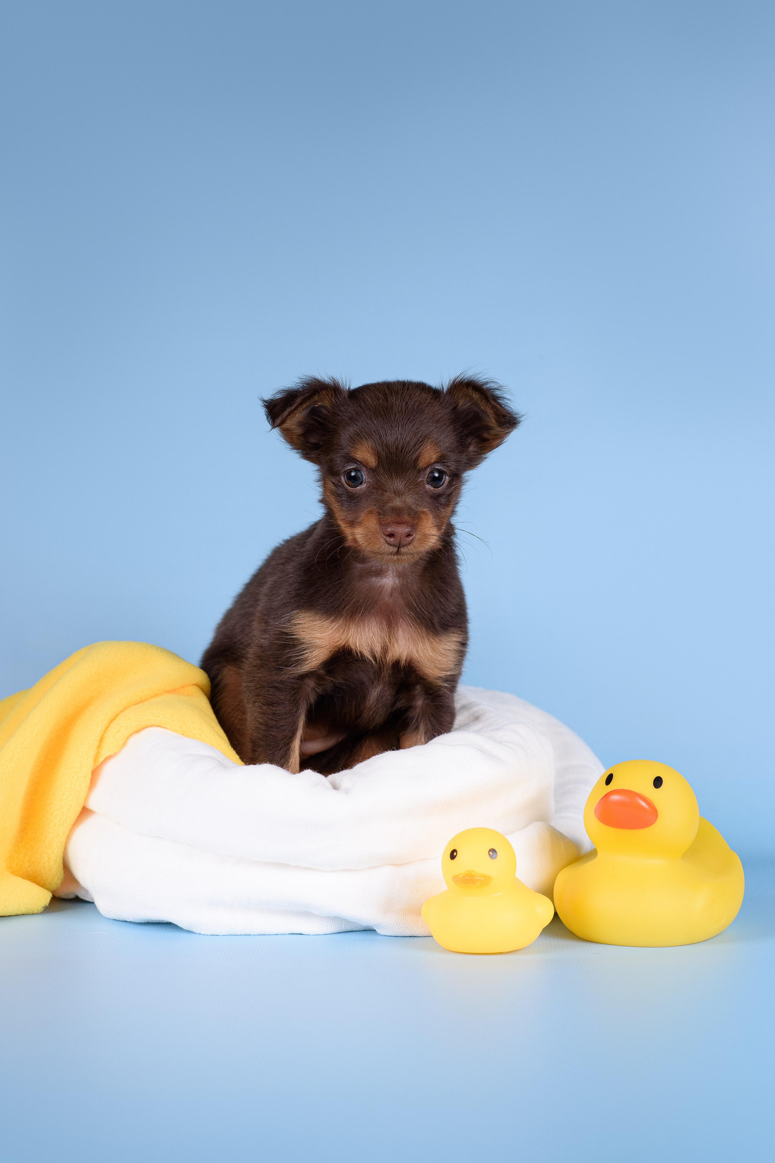 Щенки Пражских крысариков -13.04.2024. Фотограф — Анималист | Анна Абрамова