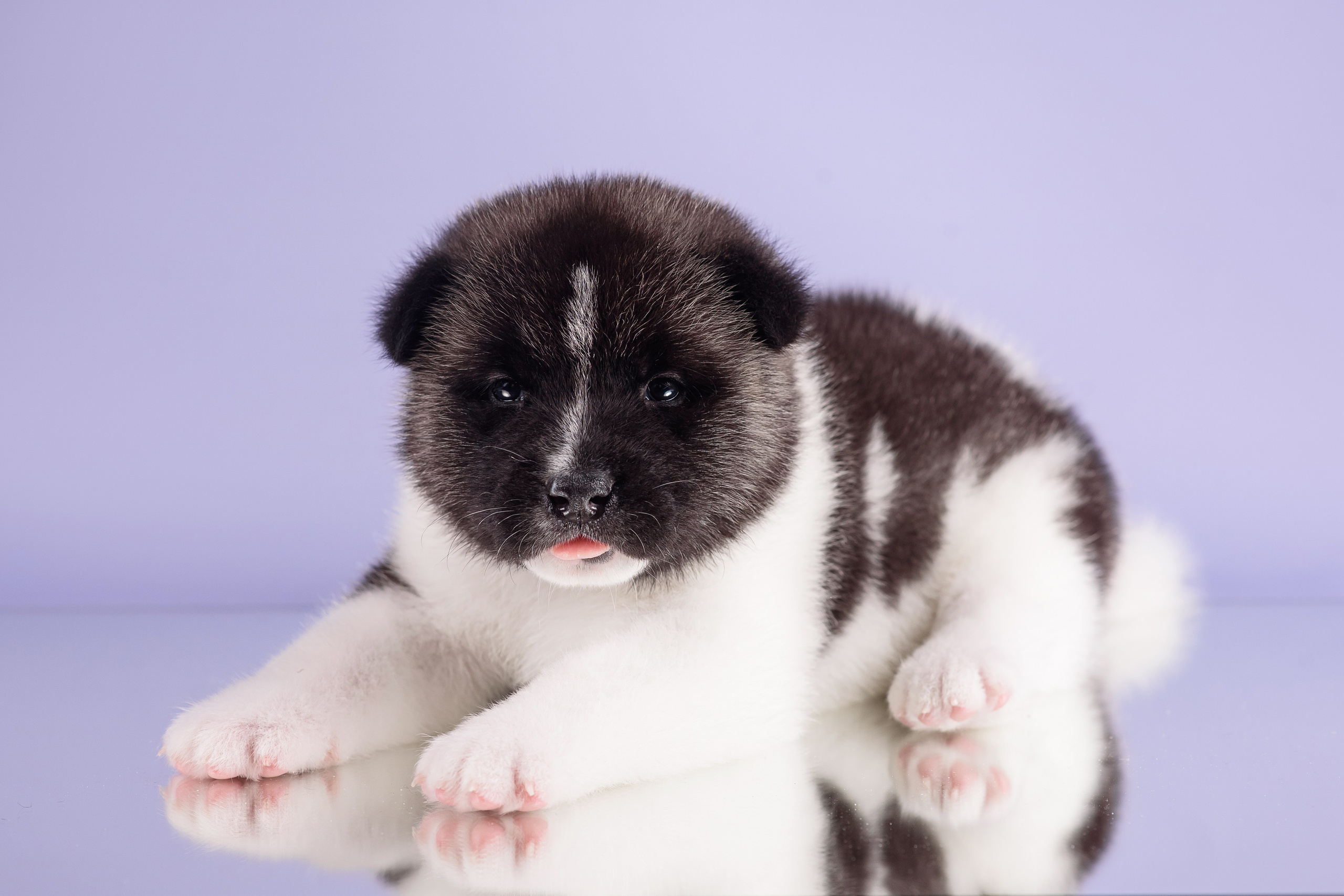 Щенки Американской Акиты — 04.11.2024. Фотограф — Анималист | Анна Абрамова