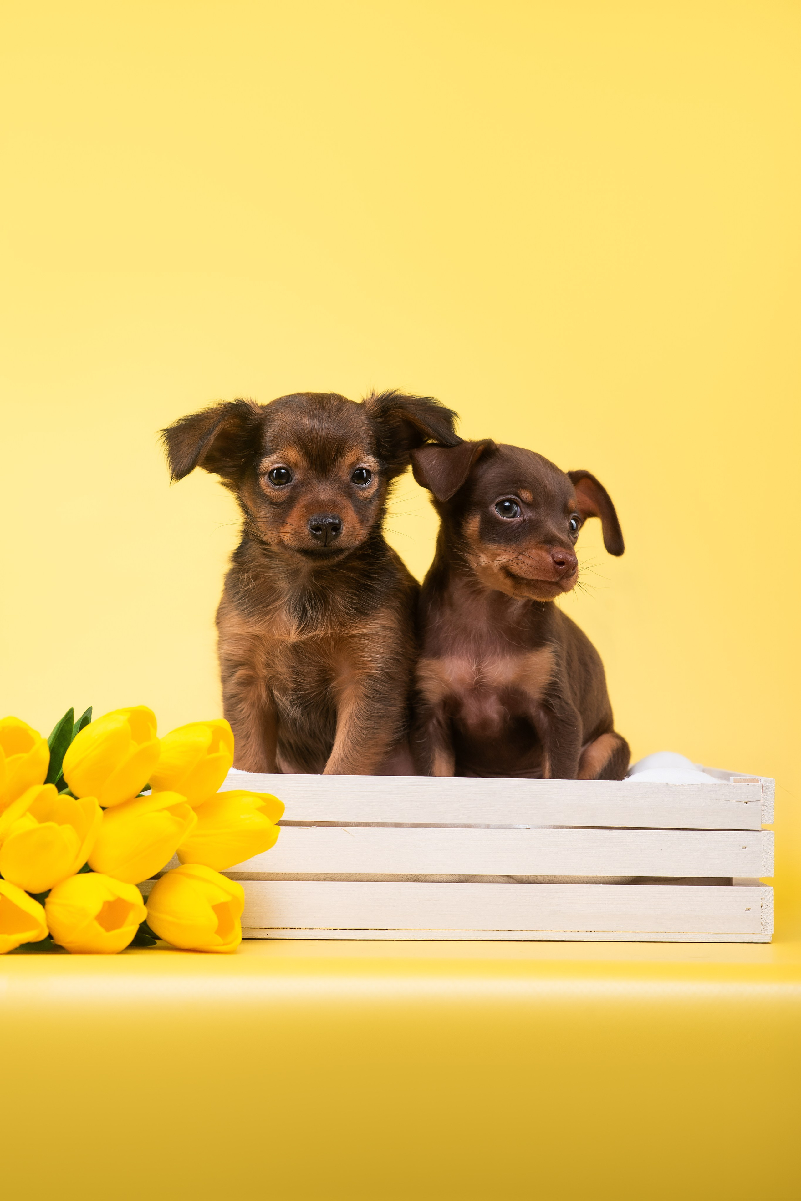 Пражские крысарики — 02.04.2025. Фотограф — Анималист | Анна Абрамова