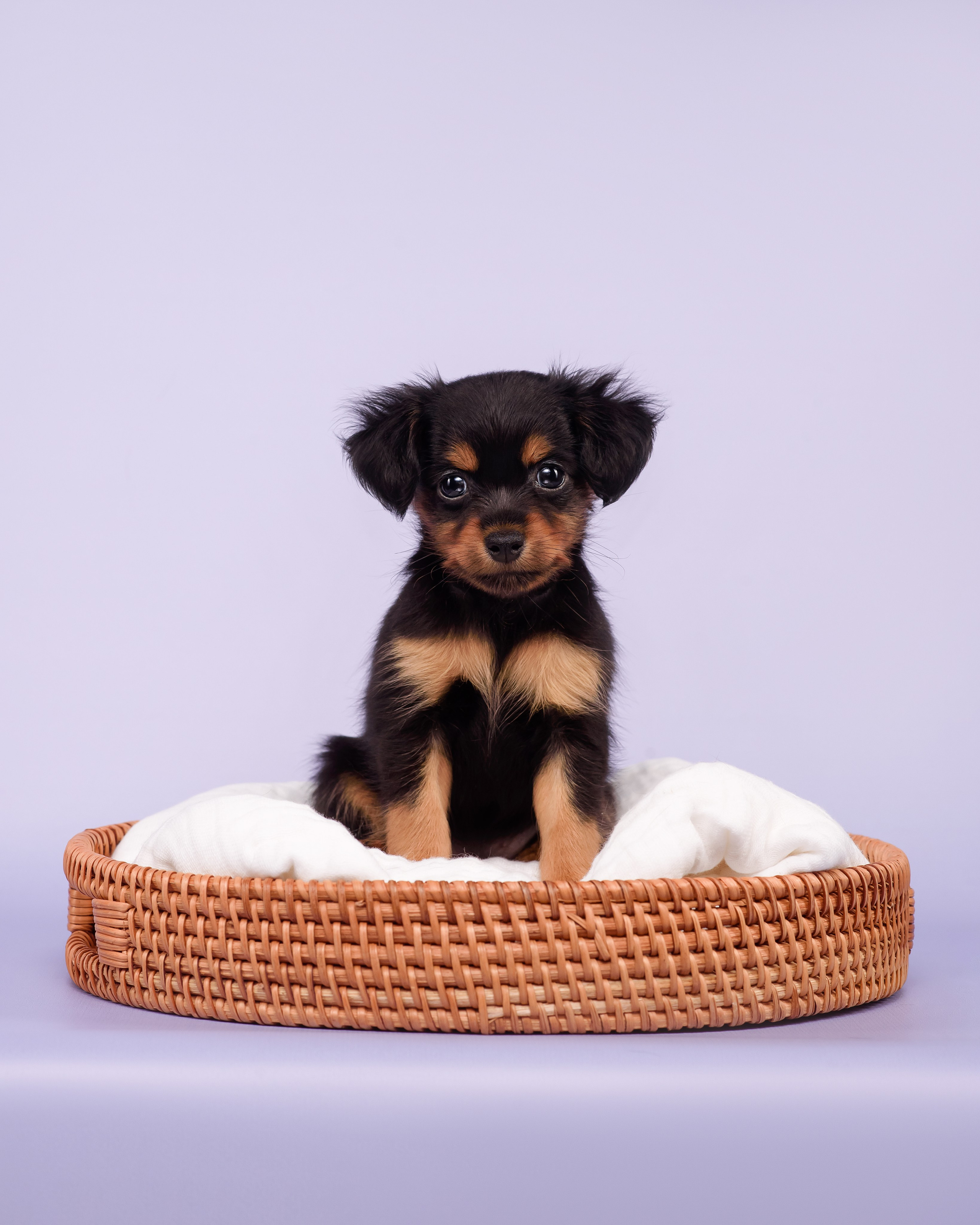 Малыши пражских крысариков — 30.07.2025. Фотограф — Анималист | Анна Абрамова