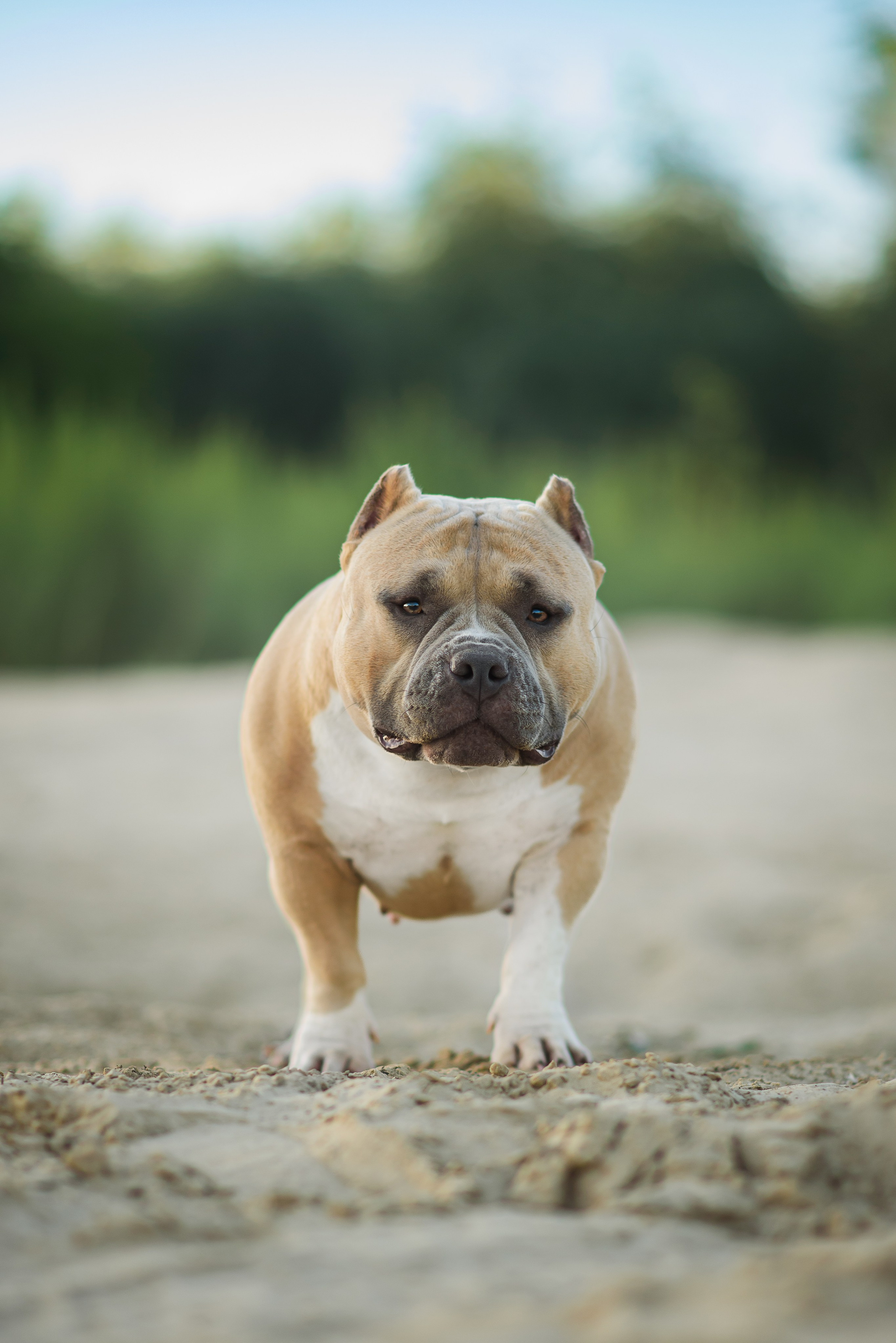 Тея — Амбулли — 23.07.2024. Фотограф — Анималист | Анна Абрамова