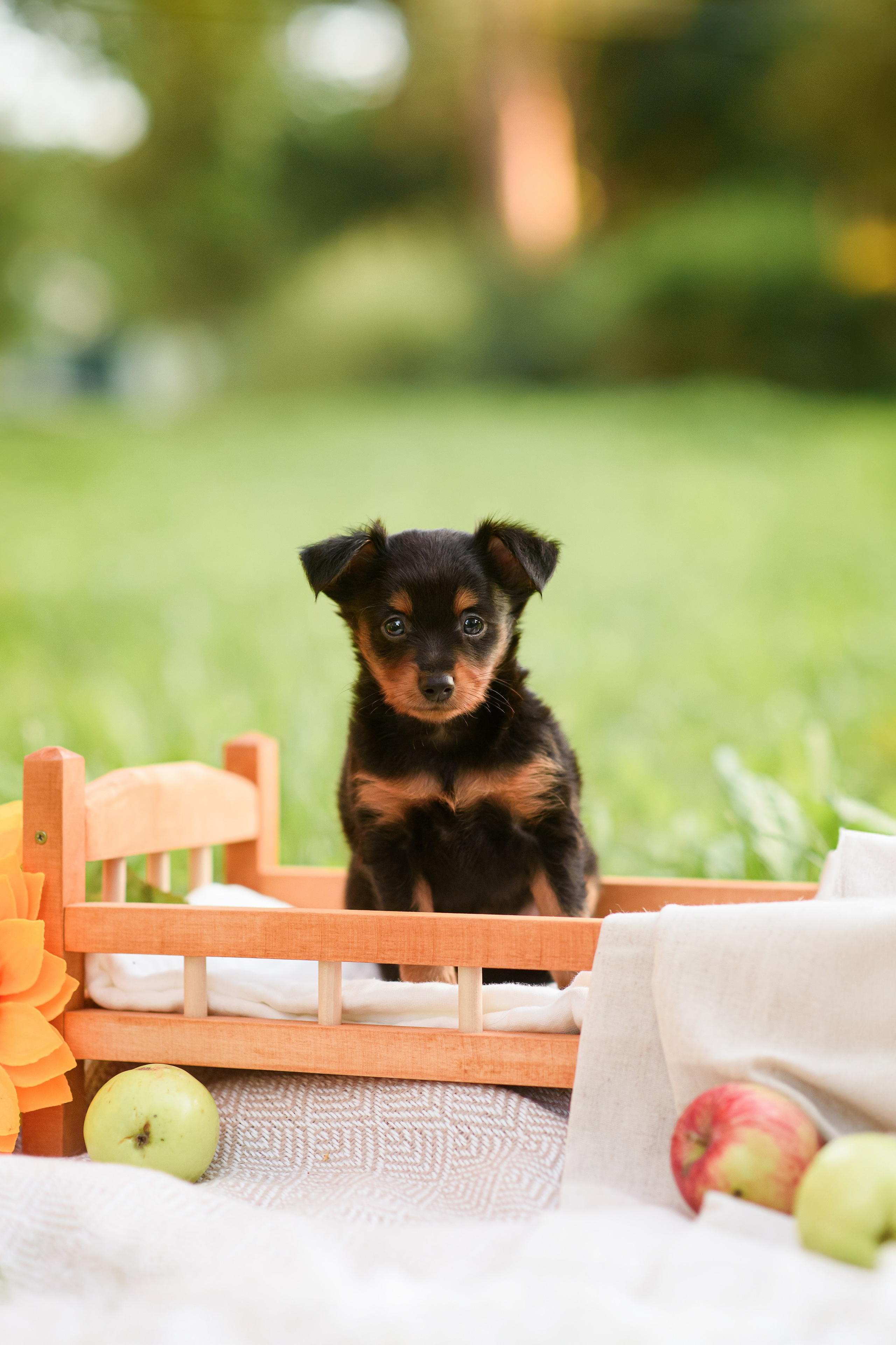 Щенки Пражских крысариков — 03.08.2024. Фотограф — Анималист | Анна Абрамова