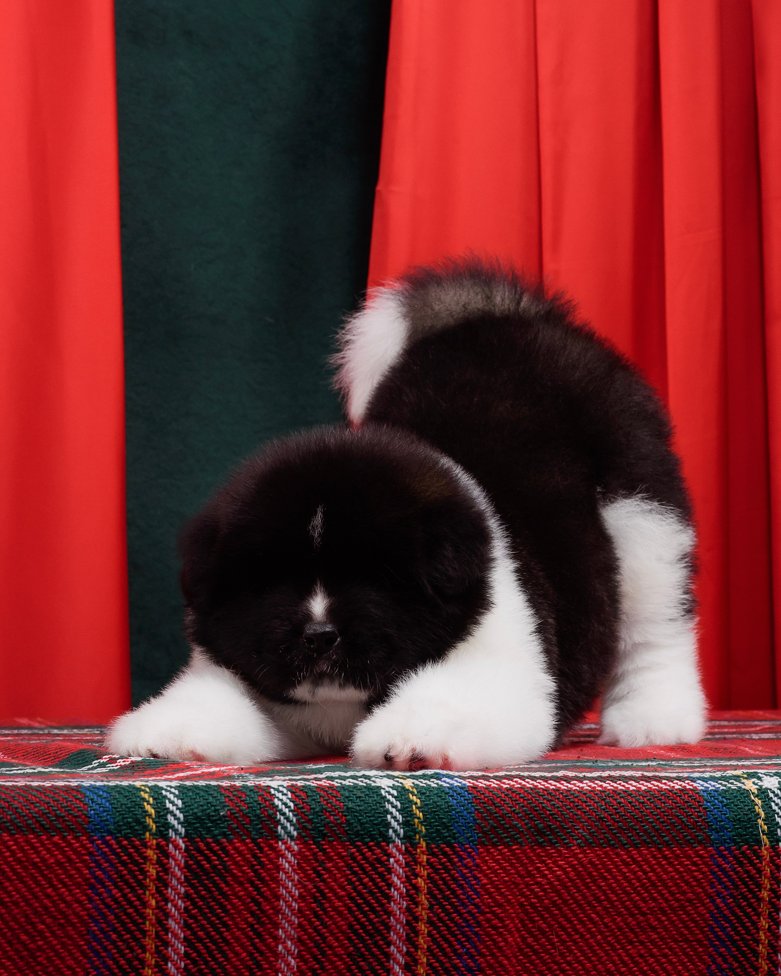 Щенки Американской Акиты. Фотограф — Анималист | Анна Абрамова