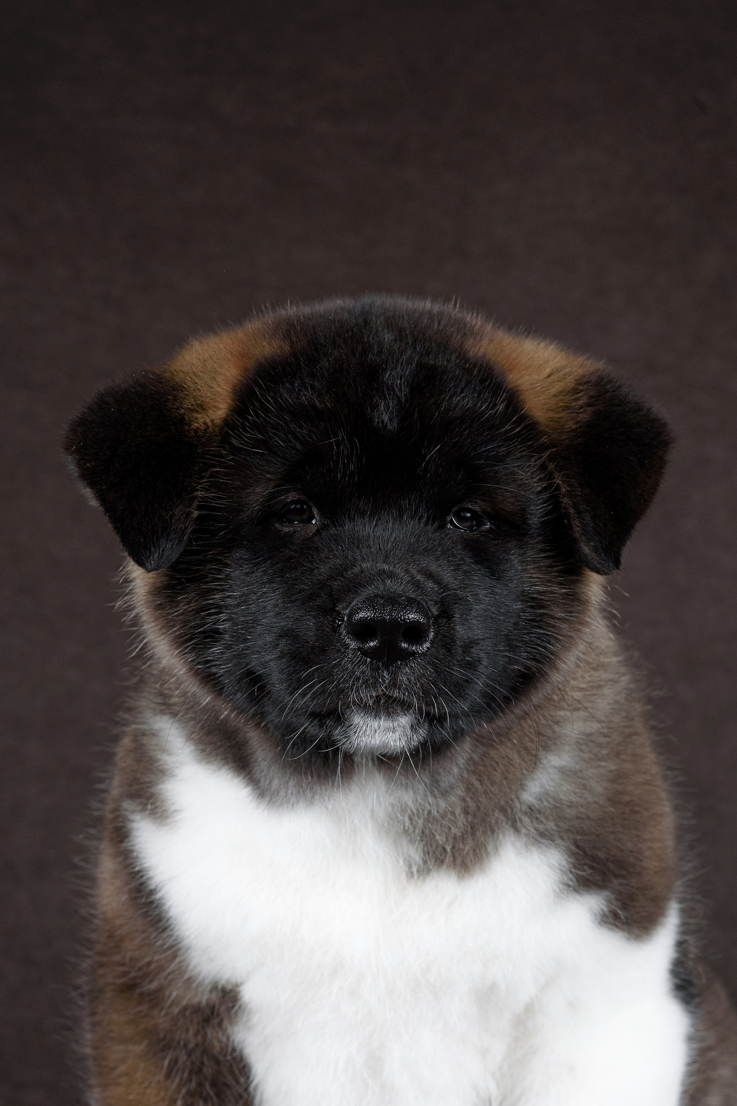 Щенки Американской Акиты (GRAND AMAK) Цезарь и Ника — 15.03.2024. Фотограф — Анималист | Анна Абрамова