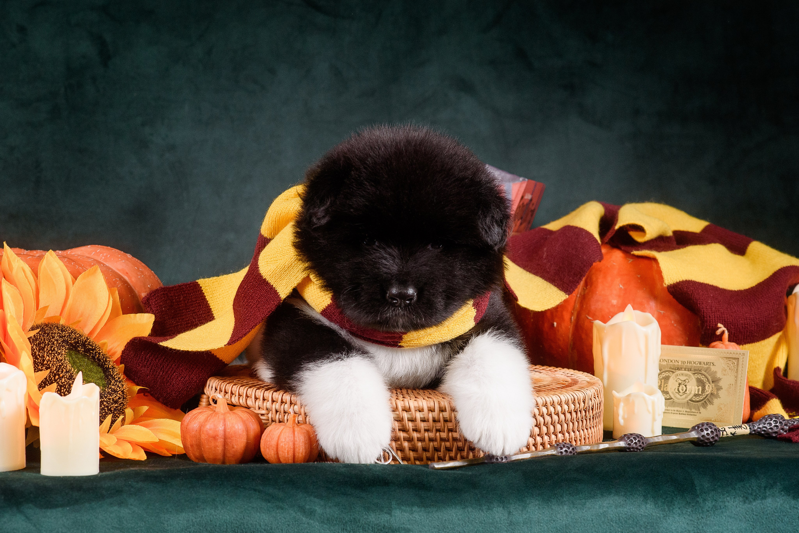 Щенки Американской Акиты — 04.11.2024. Фотограф — Анималист | Анна Абрамова