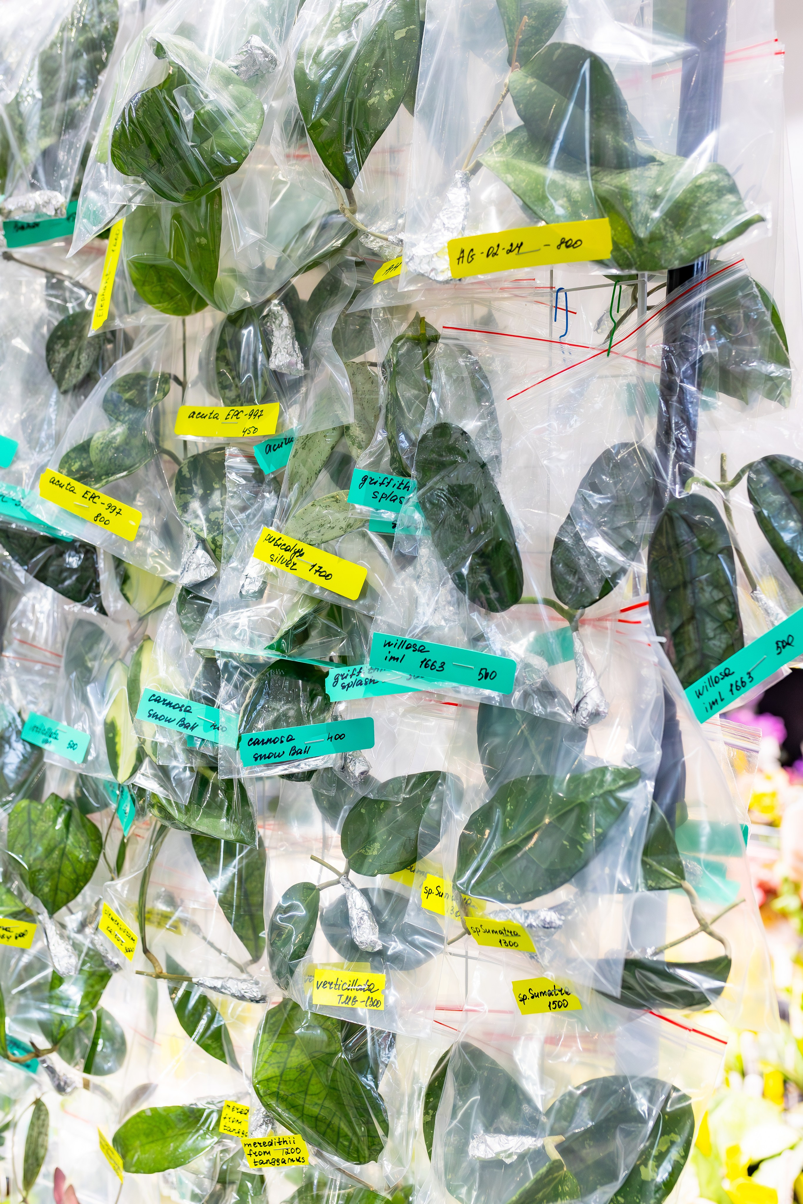 Орхидиум сентябрь 2025. Александра Куликова фотограф, Москва