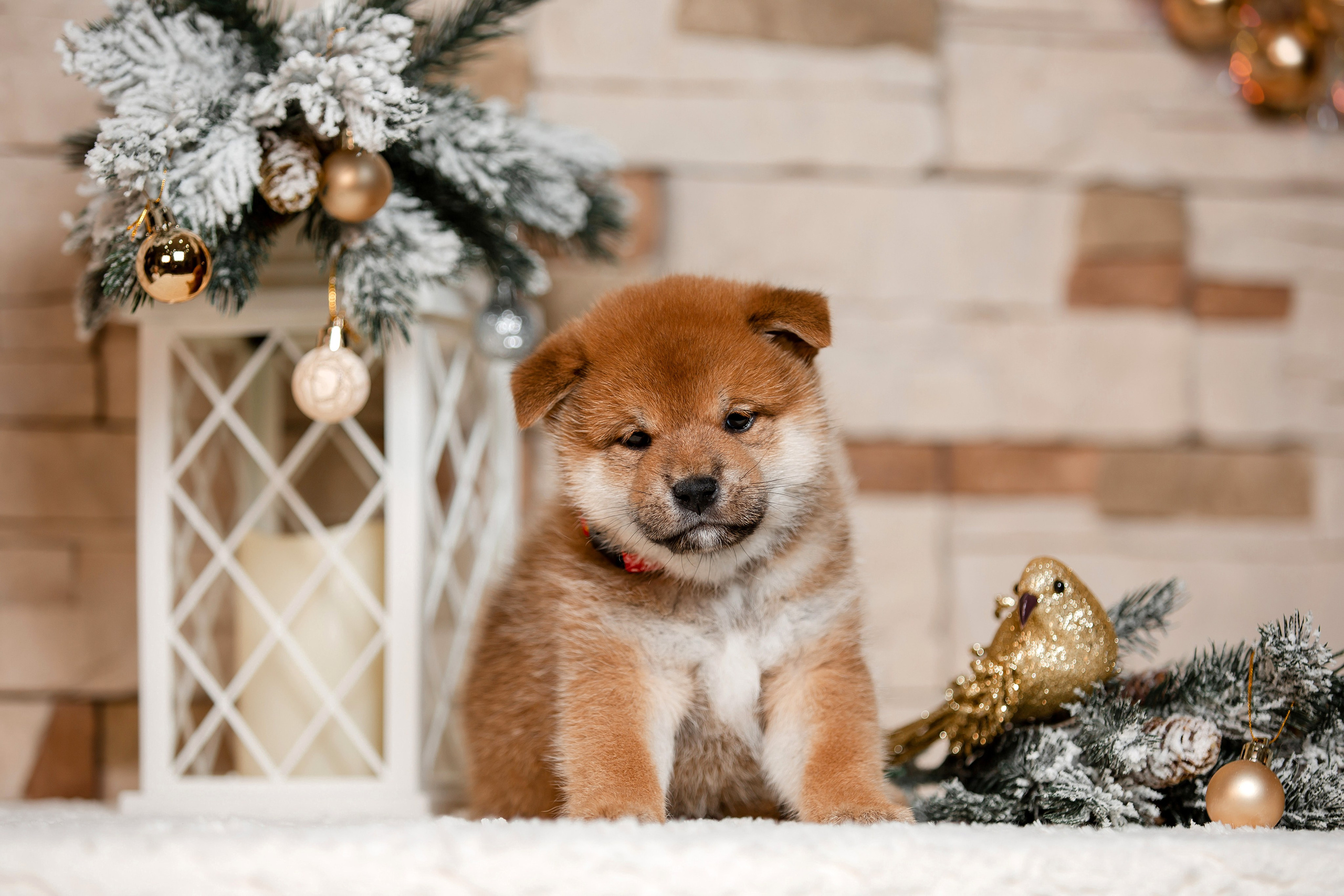 Фотосъёмка щенков. Фотограф-анималист в Краснодаре Маша Мельникова