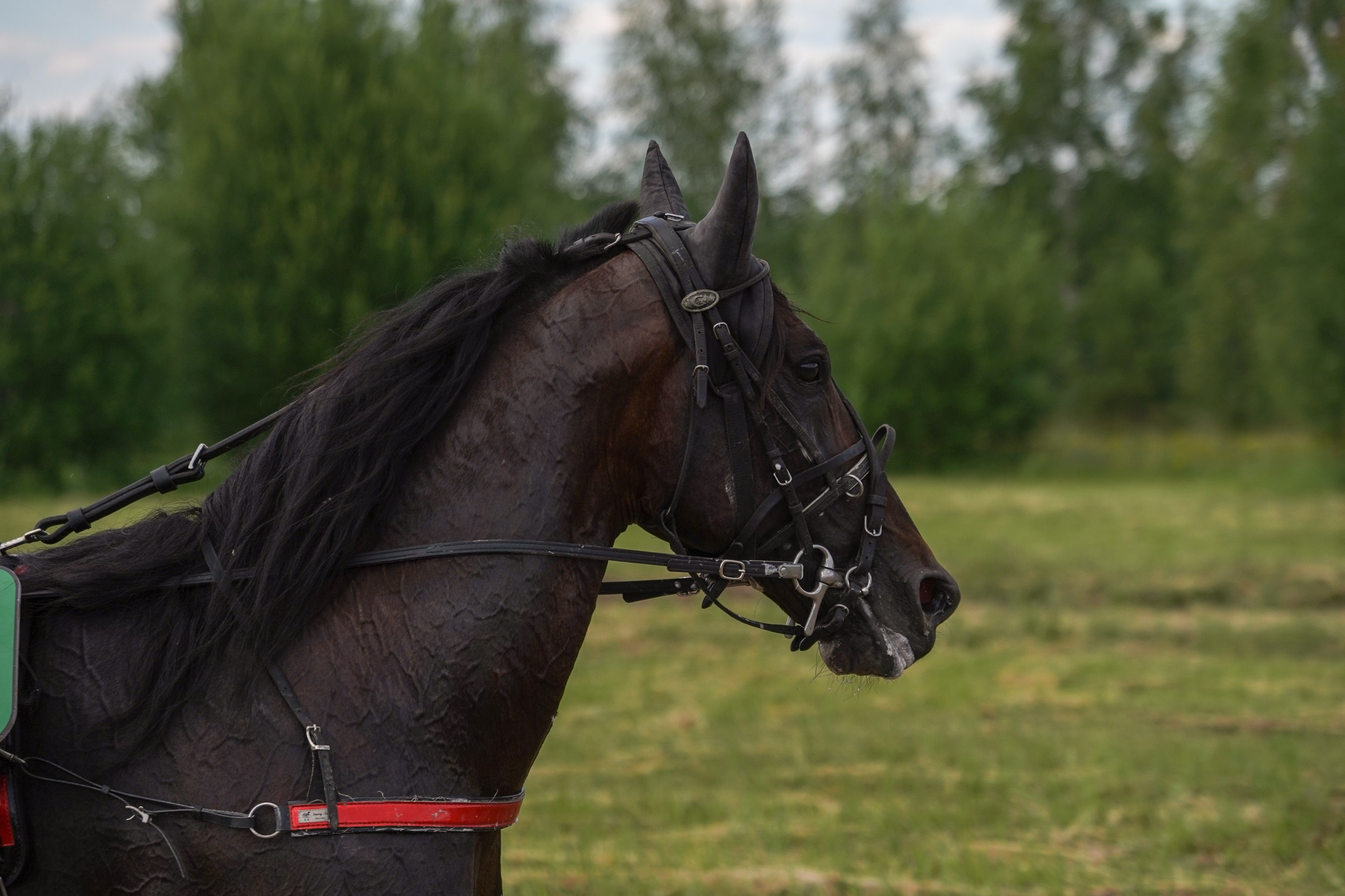 III конные бега на Кубок Главы Чувашии. Фотограф-анималист, портретный фотограф в Чебоксарах Мария Садыкова