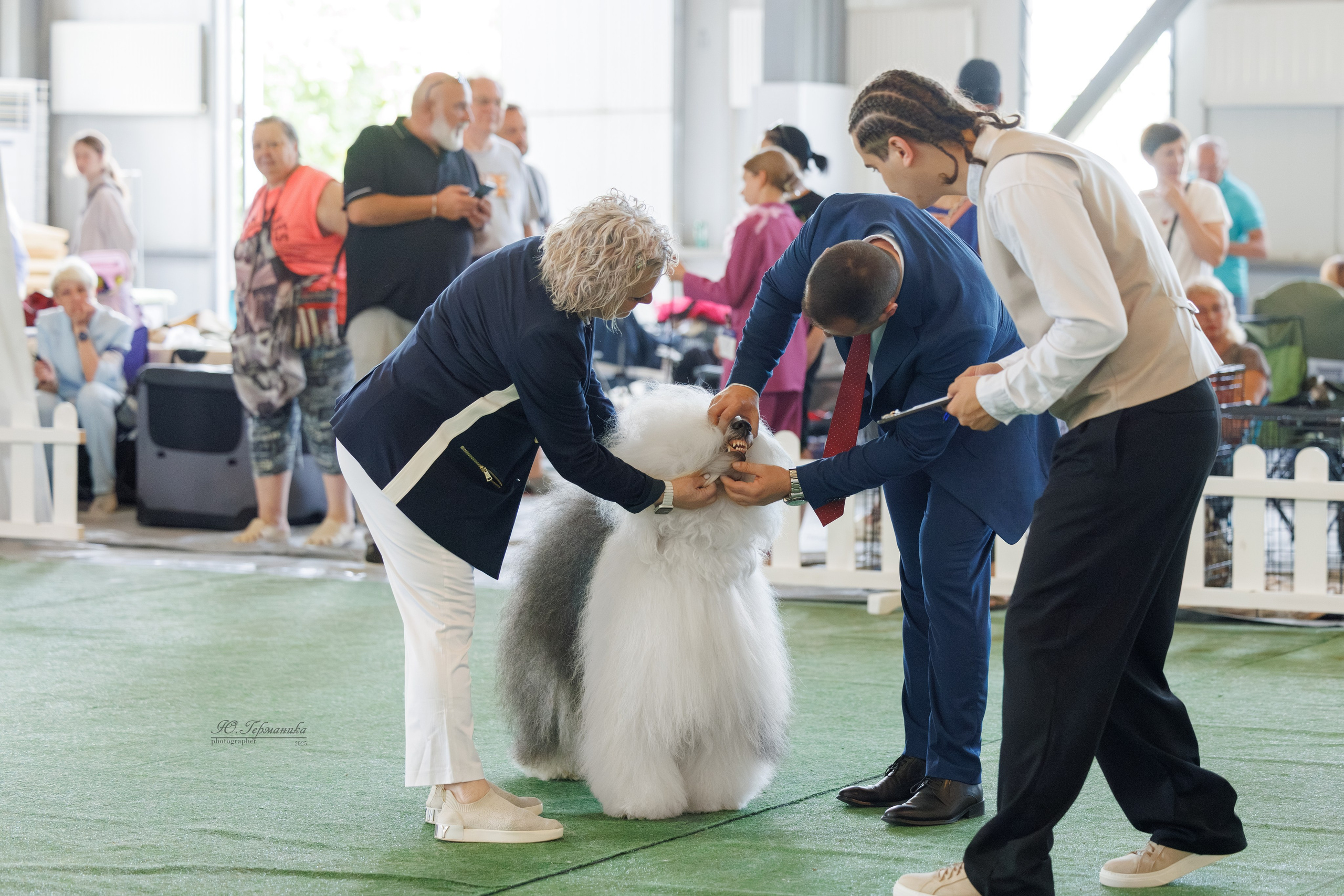 Батуми 3хCACIB 27-29.06.2025. Фотограф-анималист Юлия Германика