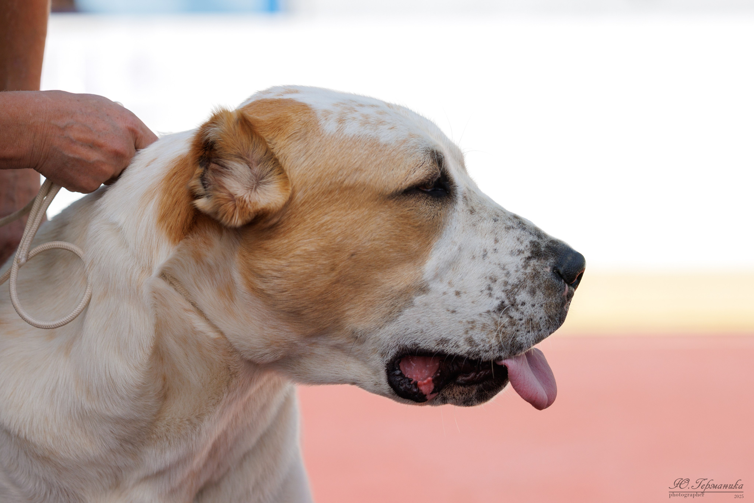 Коломна 30.08.2025. Фотограф-анималист Юлия Германика