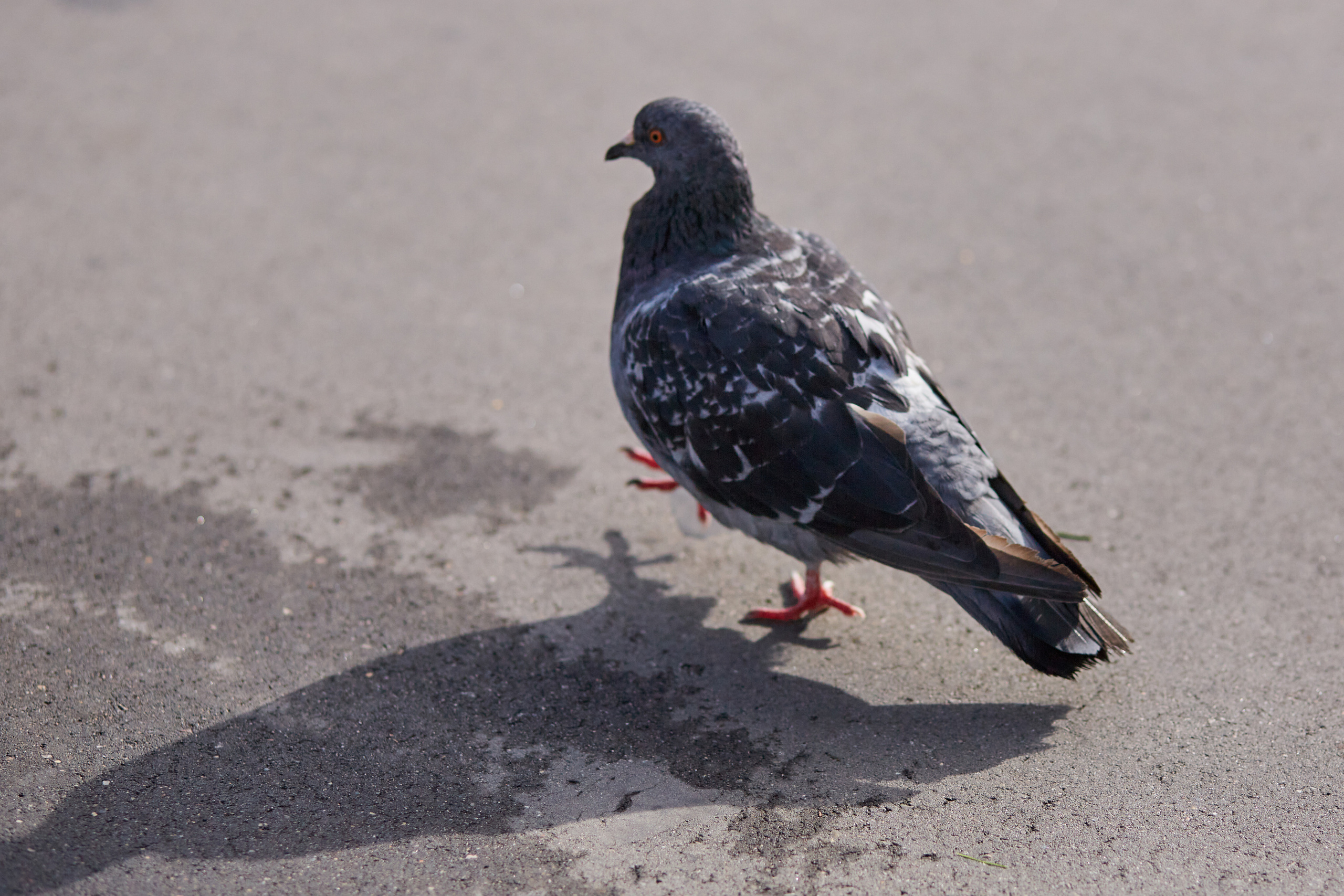 Свадьба Дмитрия и Юлии. Фотограф ваших самых ярких событий в Москве и СПБ. Збронская Юлия