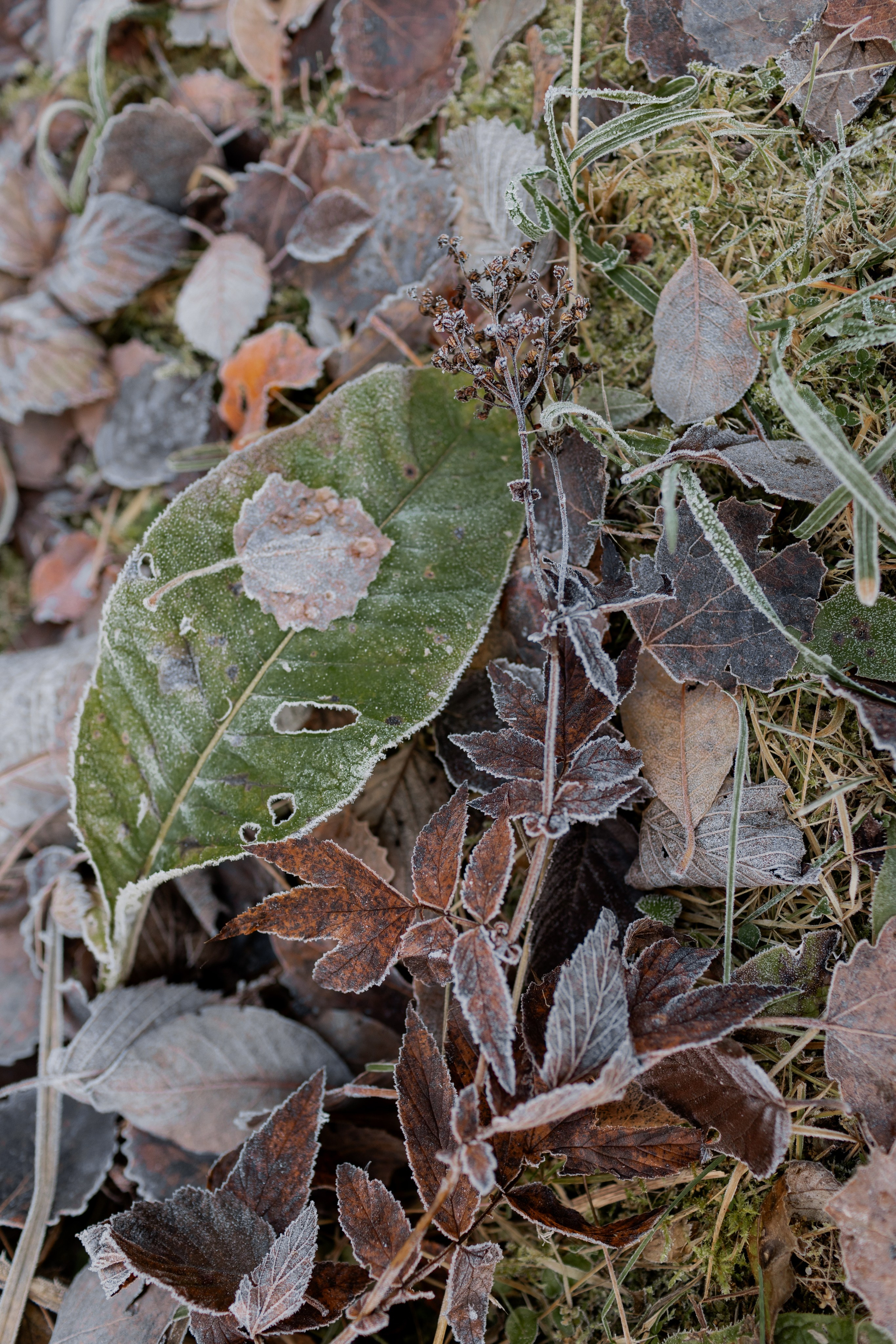Съемка для глемпинг-отеля Хюгге Кэмп. Природа. Саша Кушнерова Фотографии. Sasha Kushnerova Photos