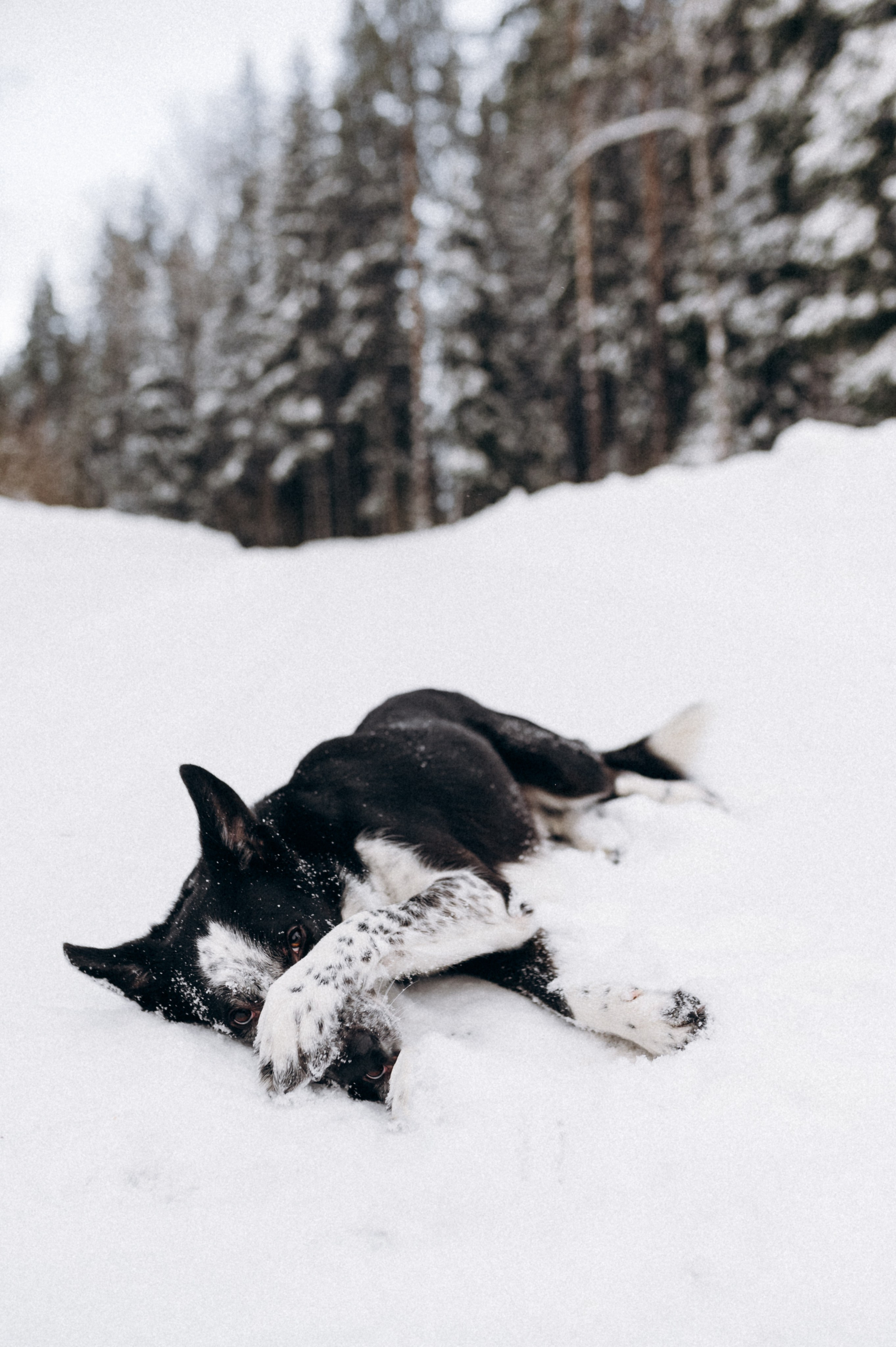 Аня и Милан. Фотограф анималист в Москве Ольга Агушева