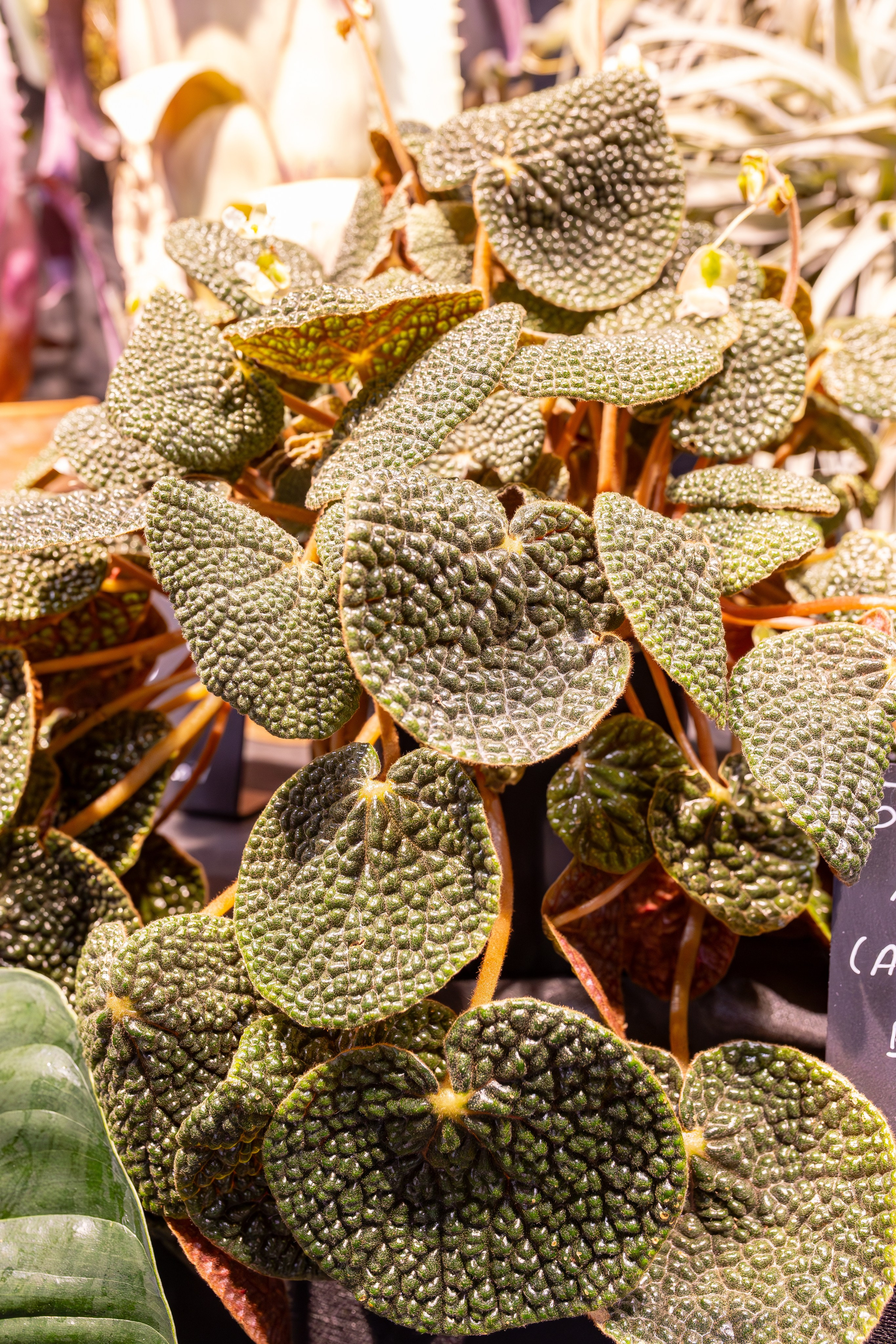 Монстериум 11–12 октября. Александра Куликова фотограф, Москва