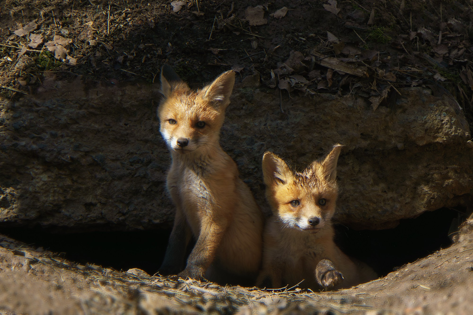 Животные. Ваш личный фотограф Марина Волкова