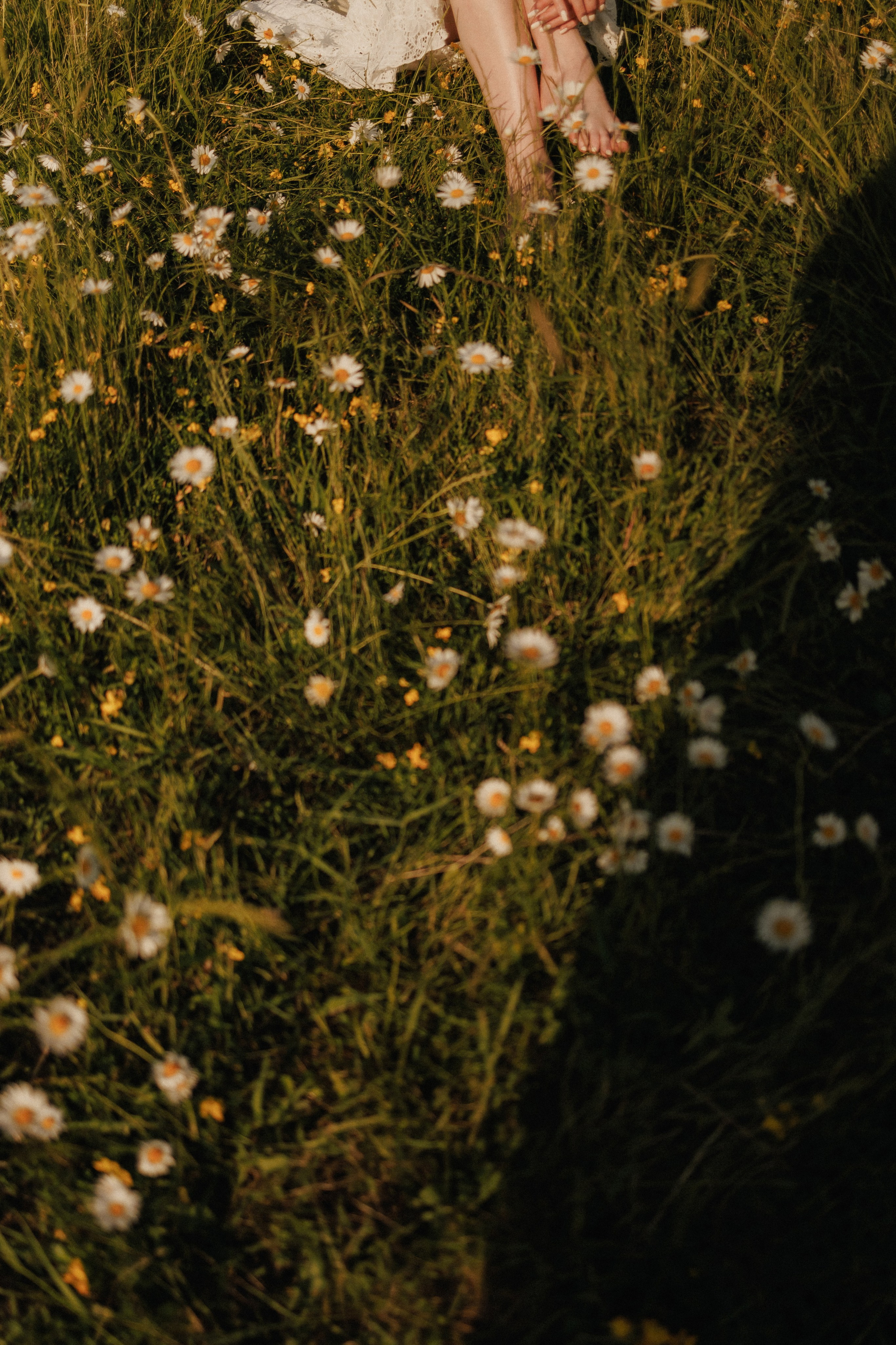 Привет, ромашки…. Свадебный, репортажный и портретный фотограф Сочи, Краснодар. Александра Зайцева