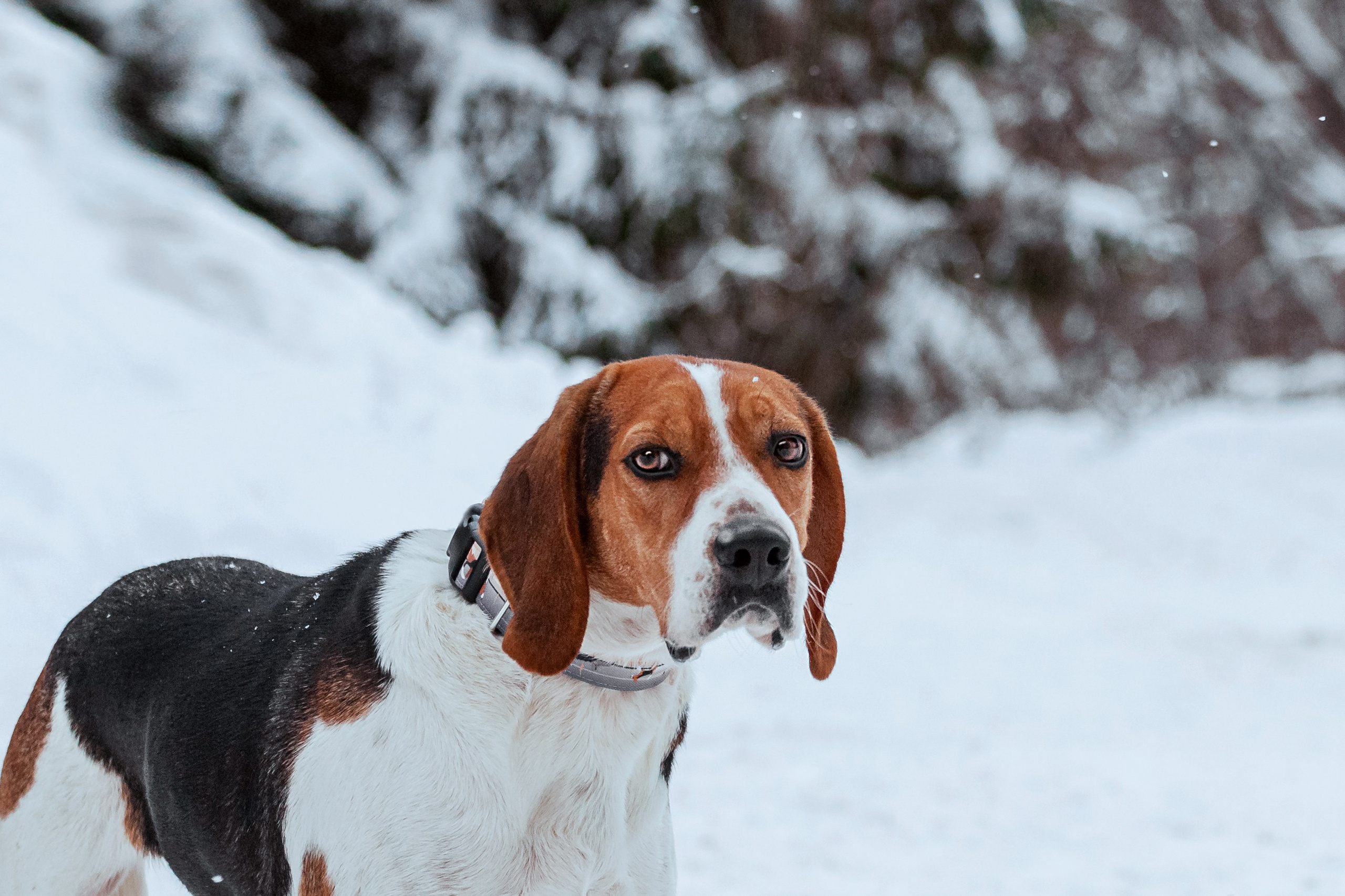 Дом для Биглей 2023. Фотограф-анималист Татьяна Степанова