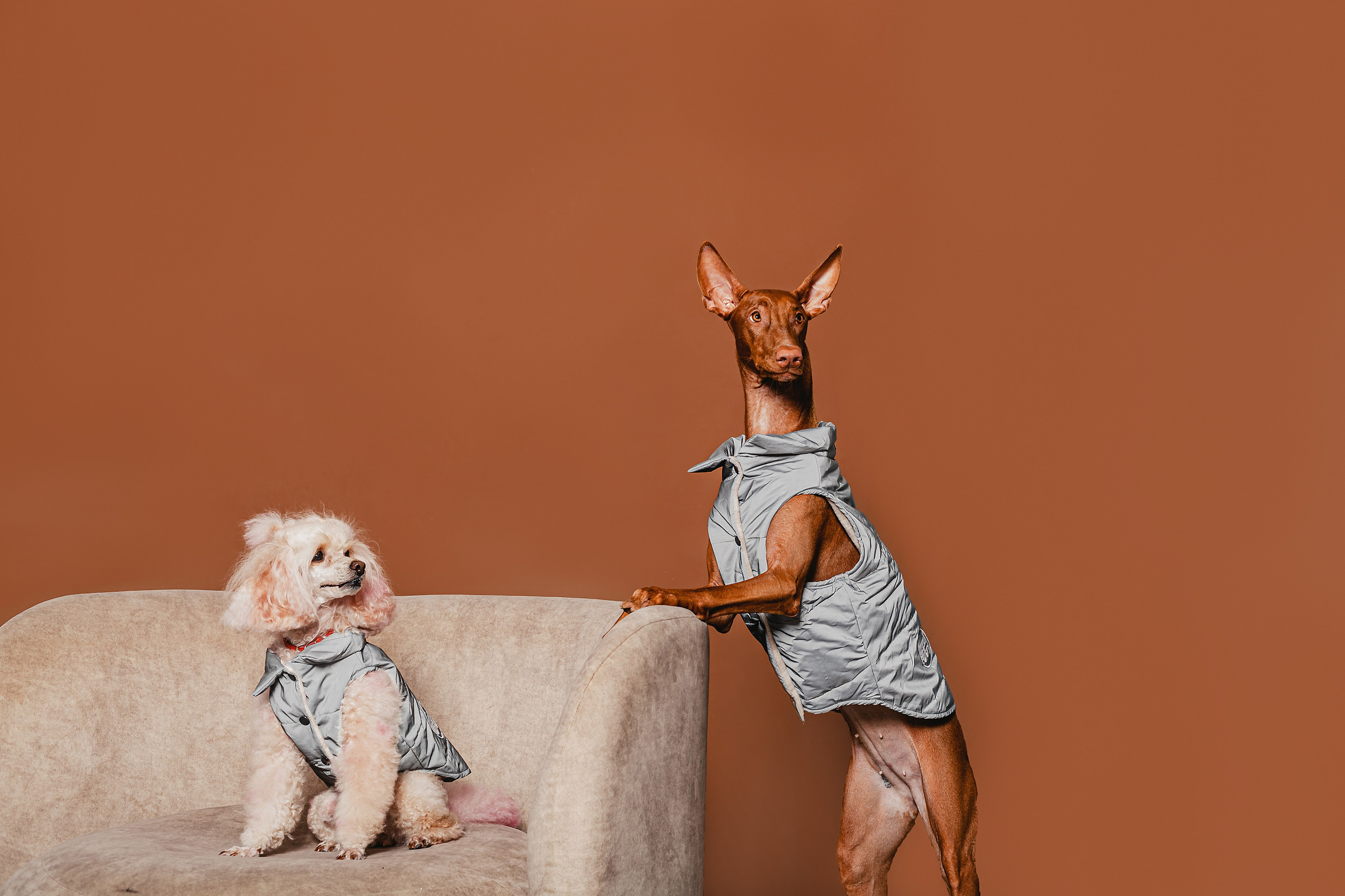 Съемка для бренда TEDDYBOY. Фотограф-анималист Татьяна Степанова