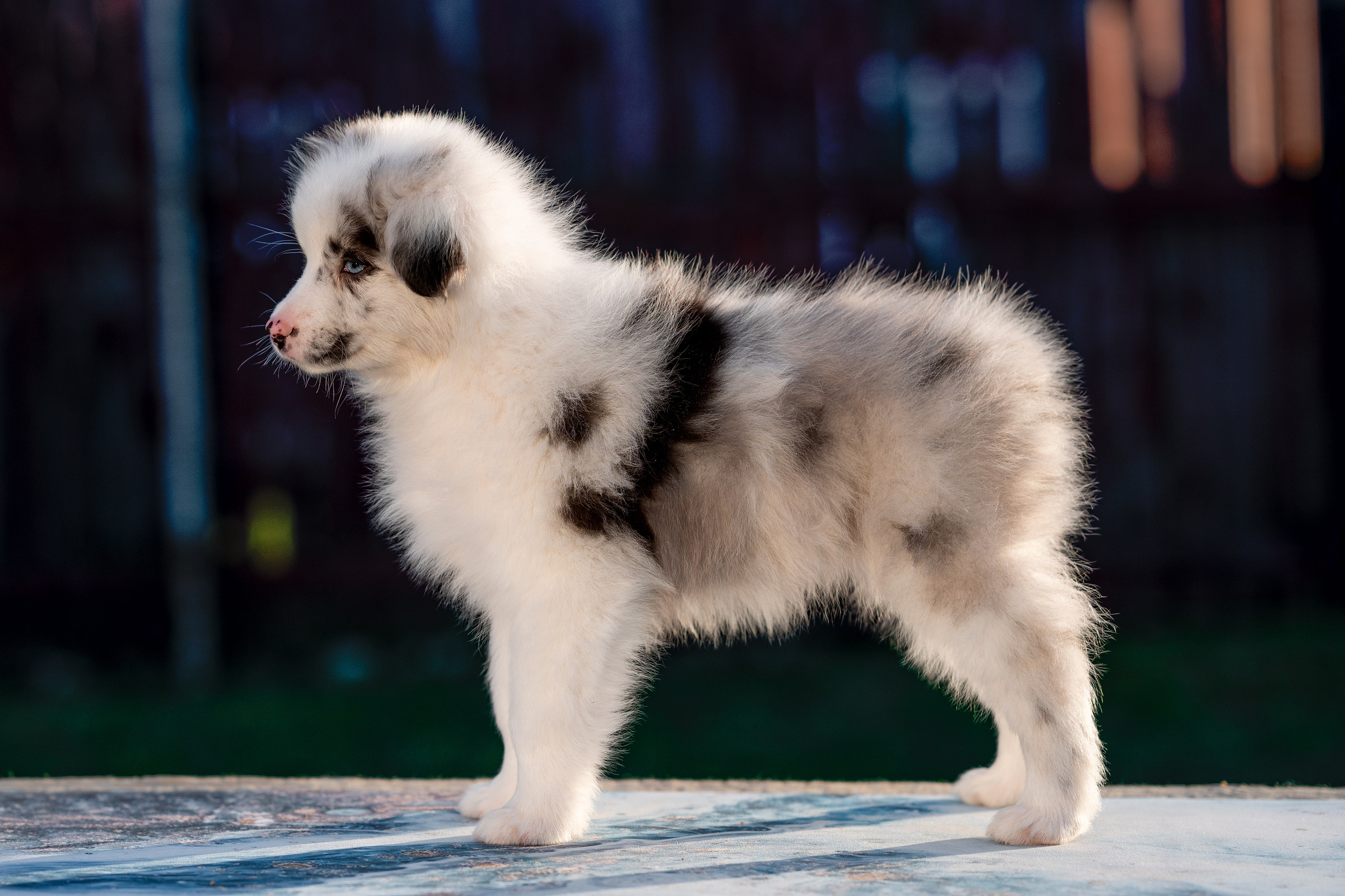 Заводчик Влада Эльман. Творческий фотограф Вологда