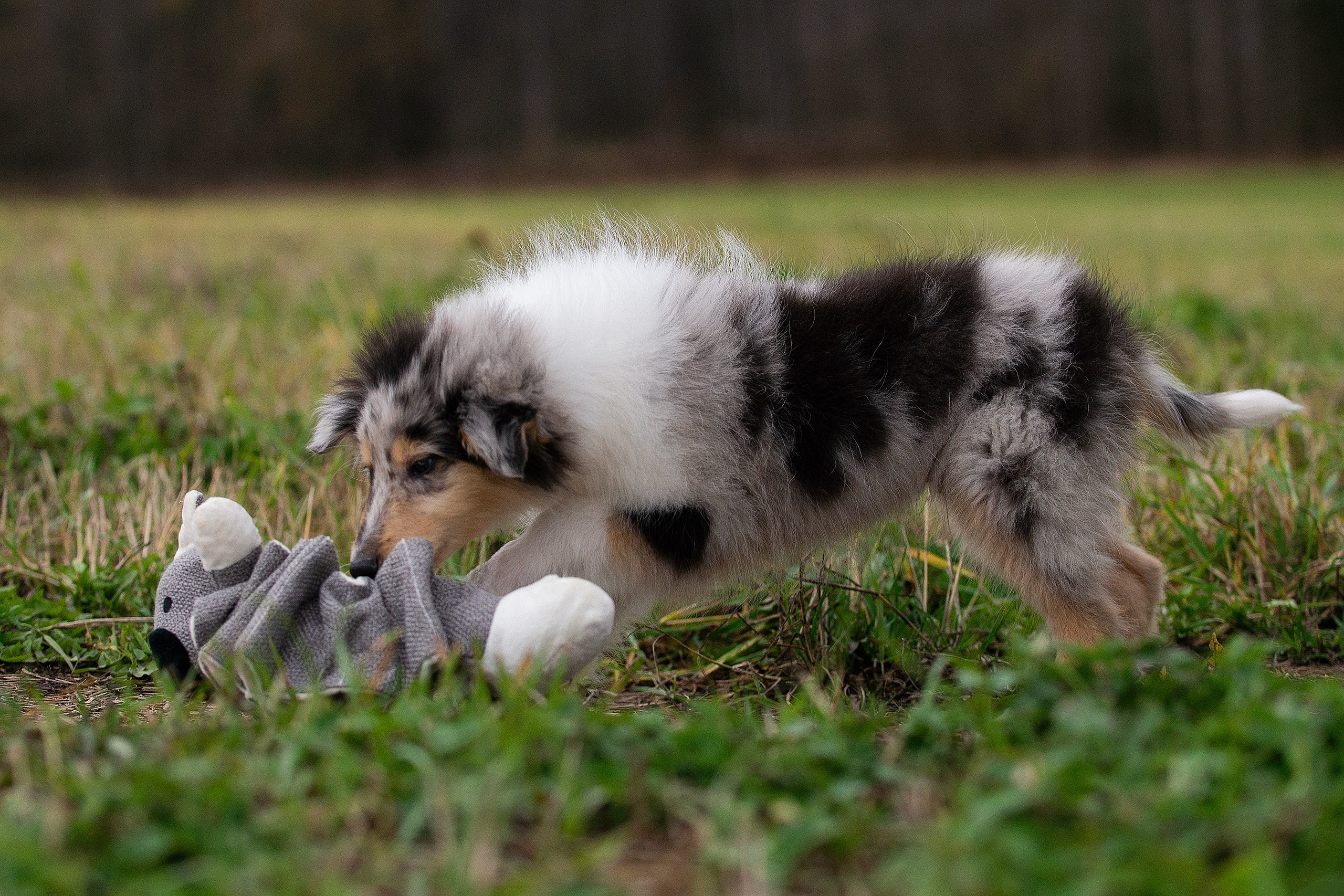 Собаки питомника Версаль. Творческий фотограф Вологда