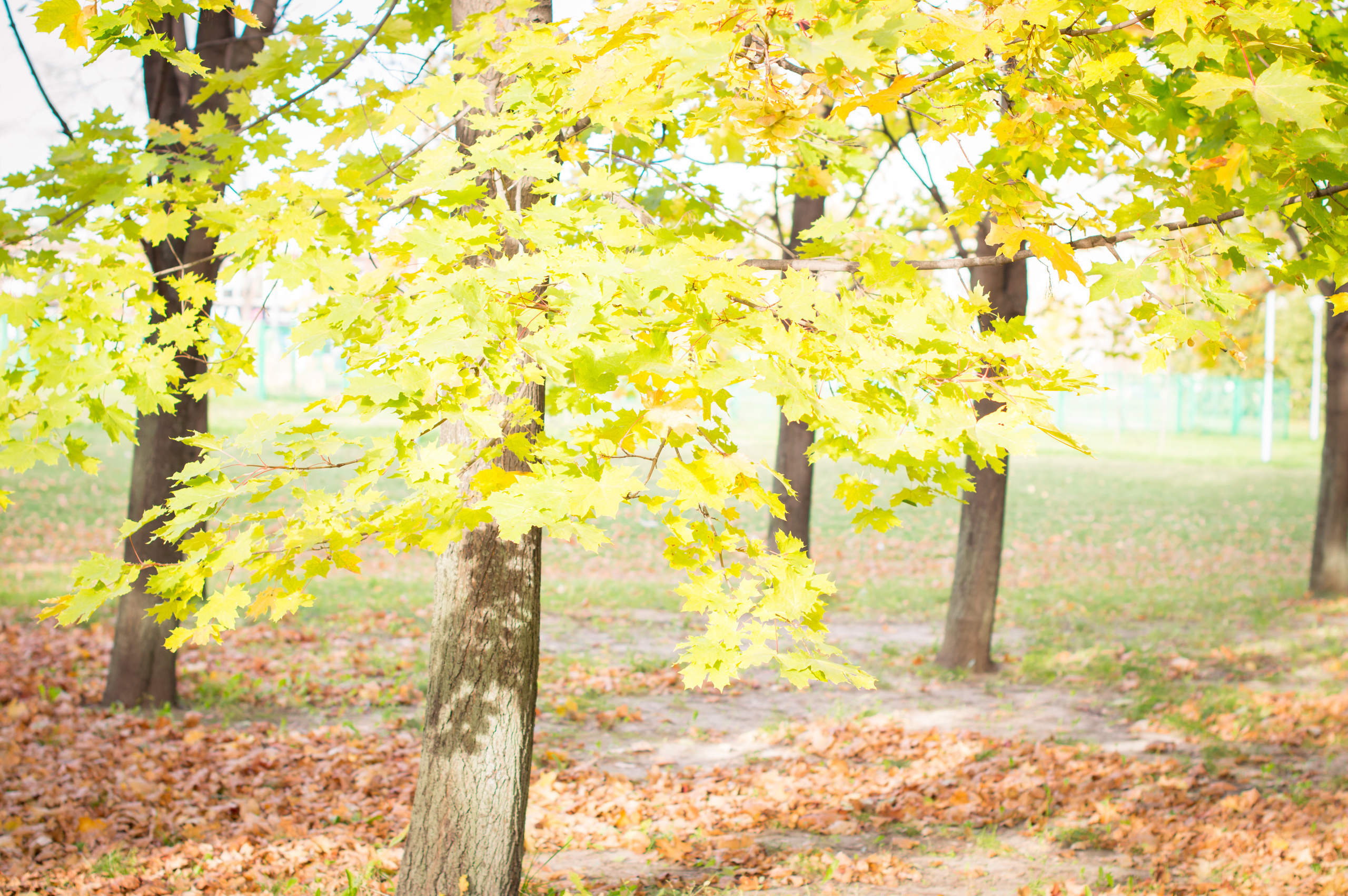 ОСЕНЬ. Кристина Кудрявцева Фотограф в Москве