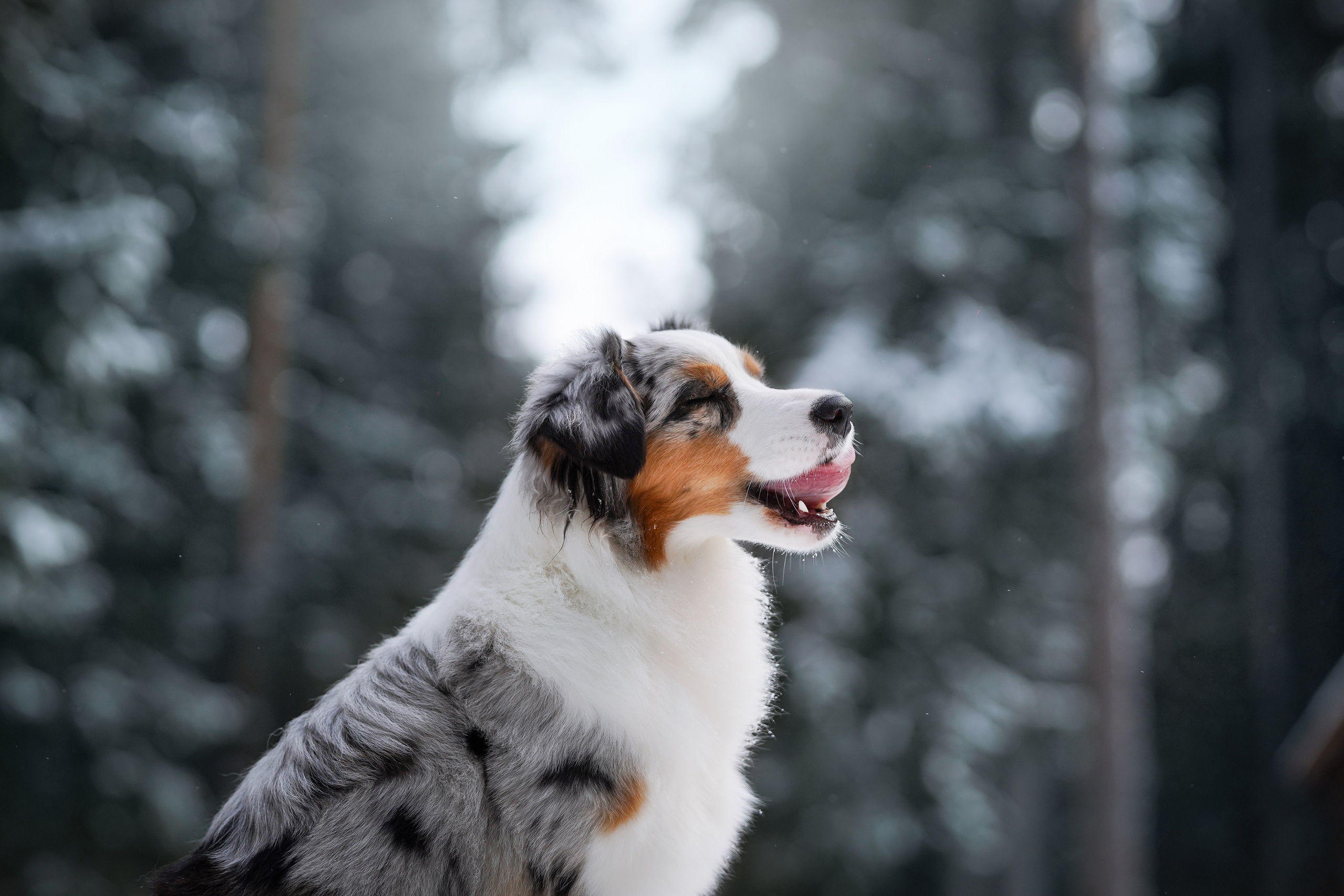 Ирина и Кайса. Фотограф-анималист в Санкт-Петербурге Яна Мартынова