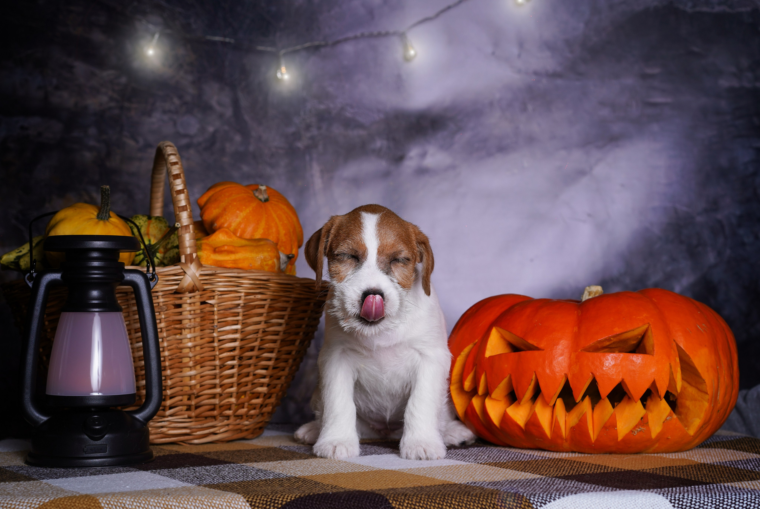 Щенки джек-рассел терьера. Фотограф-анималист в Санкт-Петербурге Яна Мартынова
