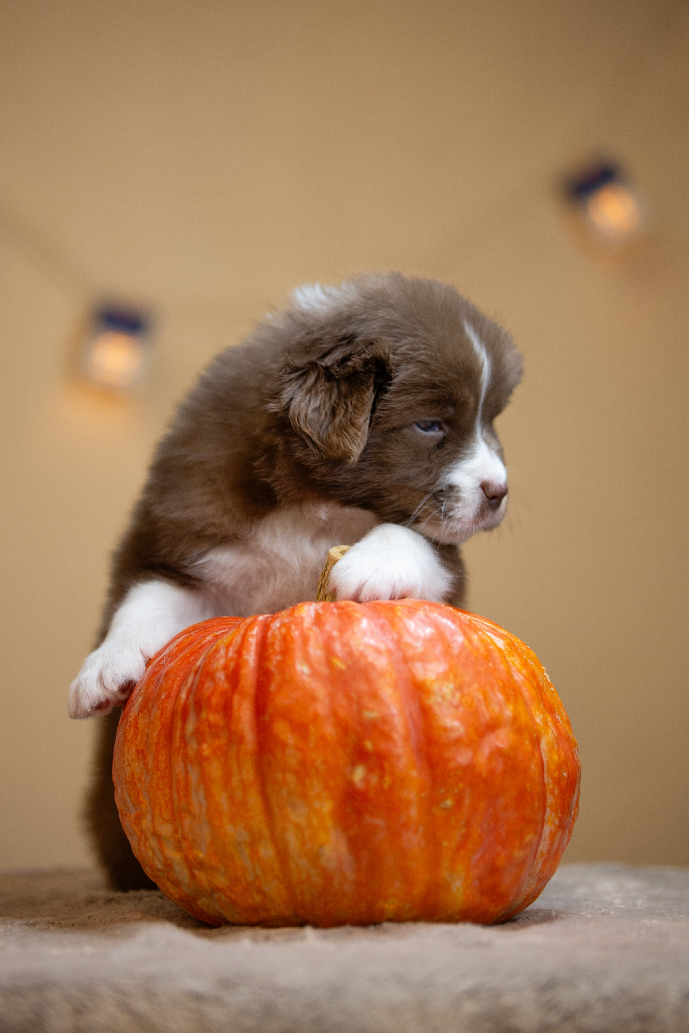 Заводчик Ольга Тутлова. Творческий фотограф Вологда