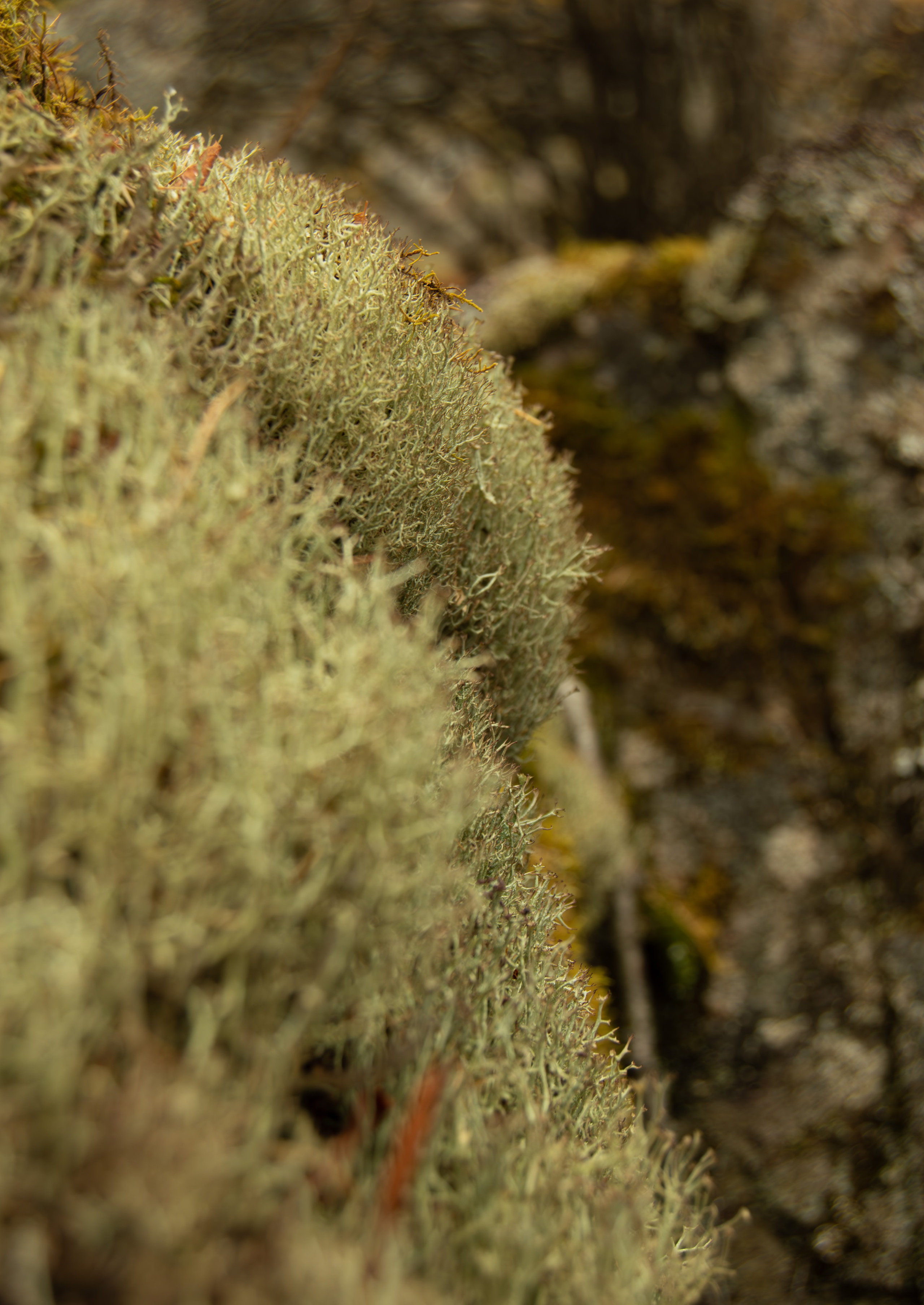 Природа. Фотограф Юлия Левандовская, п.Ясногорск