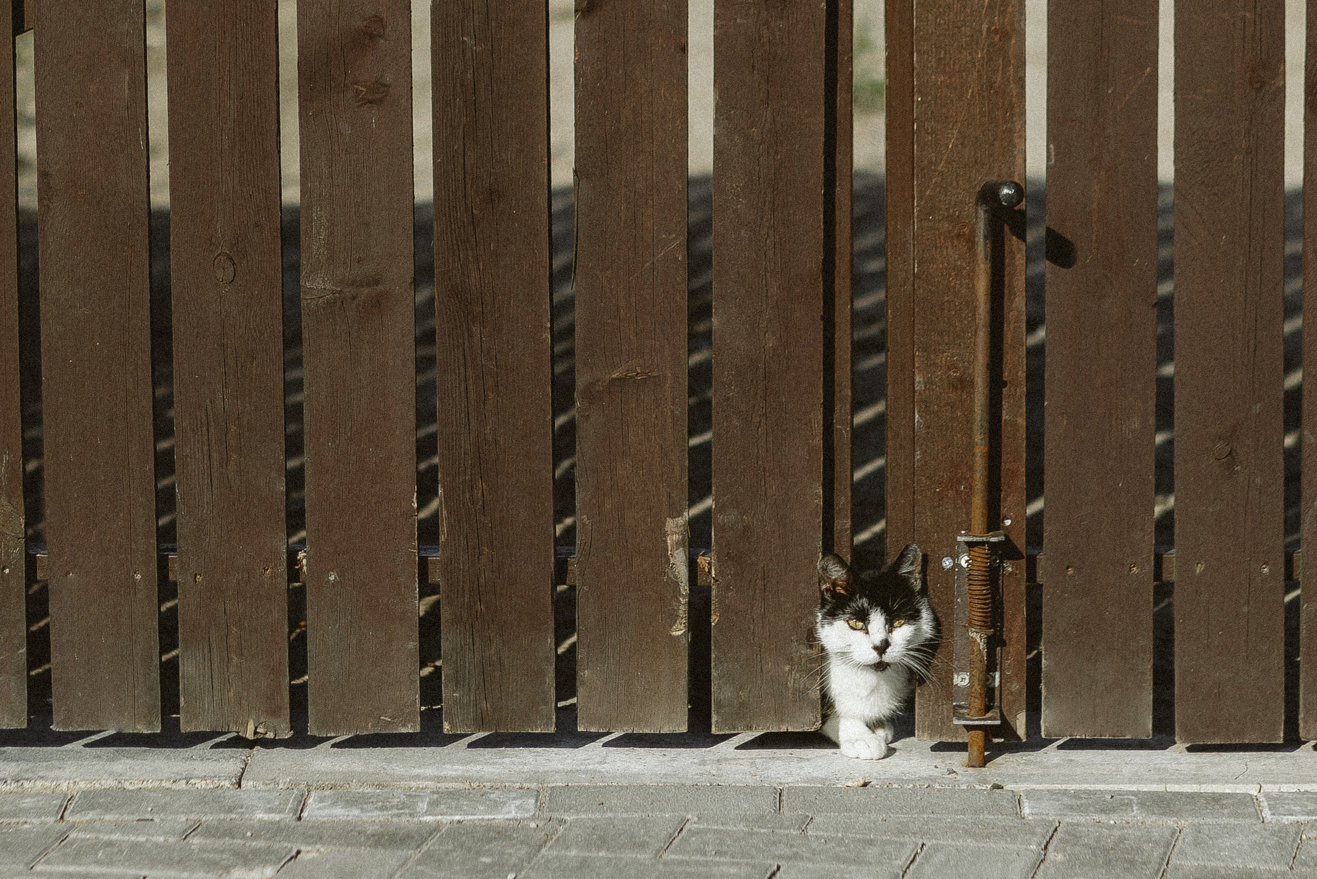 «Деревенская свадьба». Свадебный и семейный фотограф в Калининграде Ольга Мешечкова