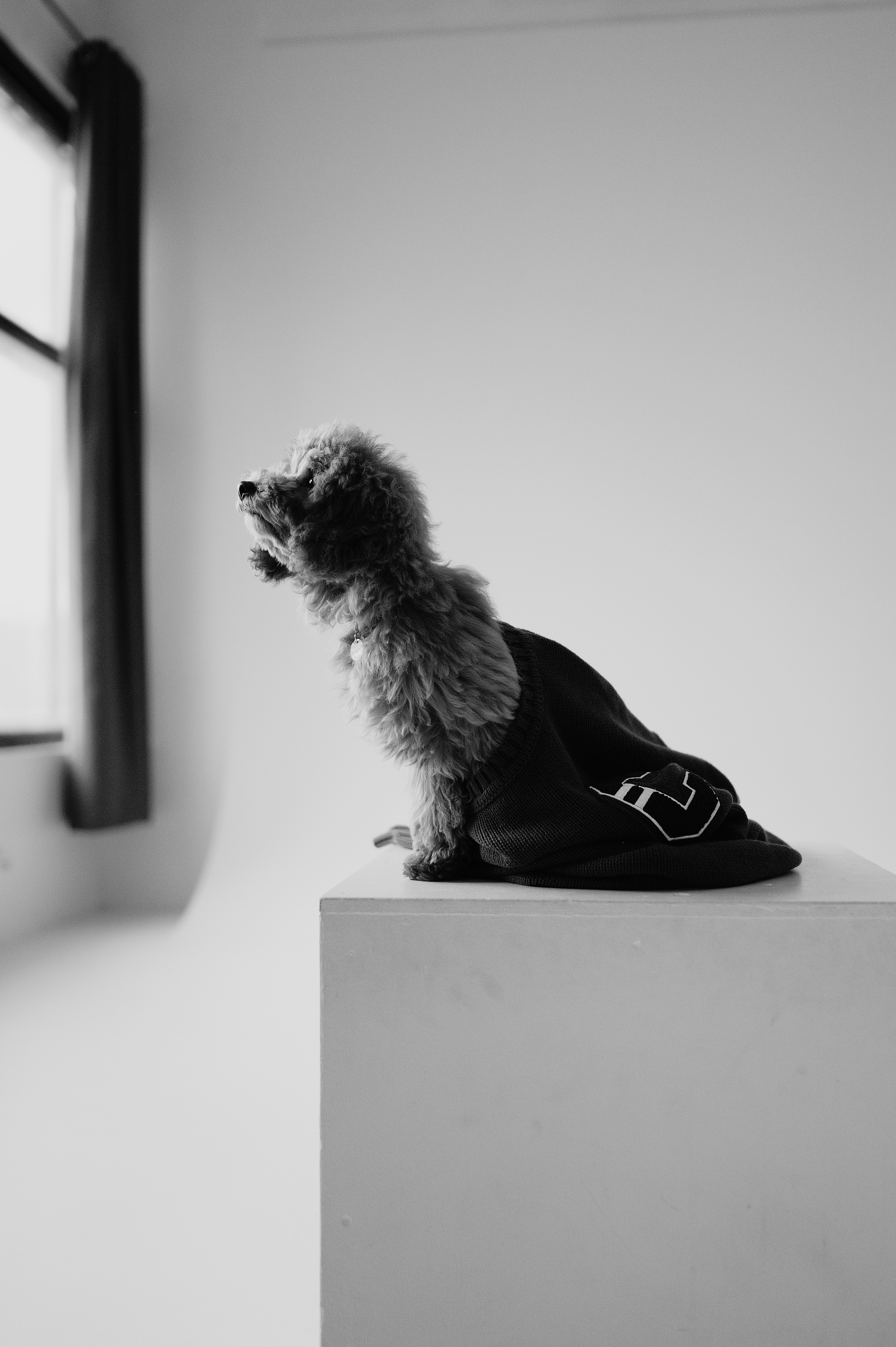 Утилита. Фотограф- анималист Александра Матвеева