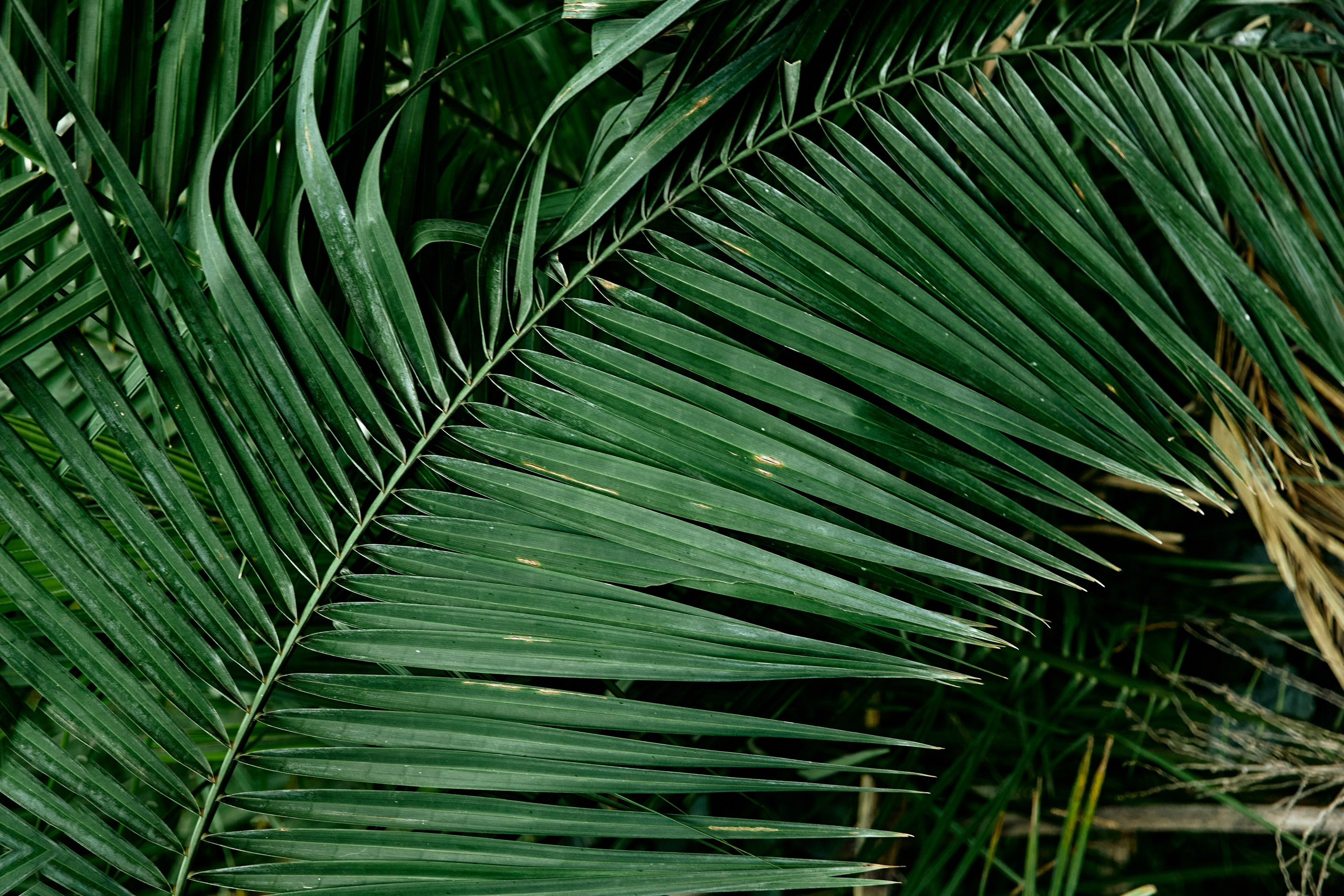 SOUTH AFRICA EMBA 38. Дмитрий Мазуркевич: Профессиональный Репортажный Фотограф