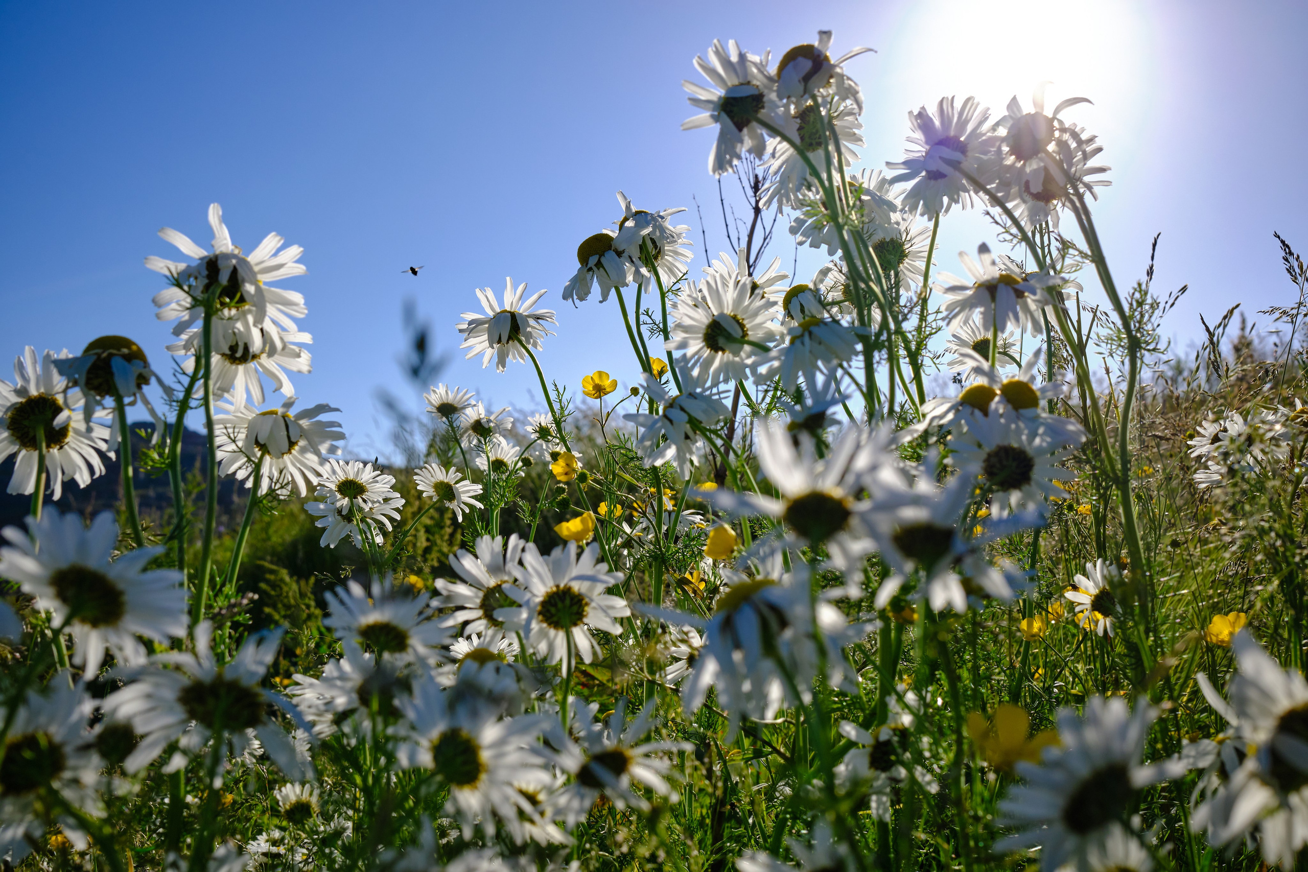 Мир растений. Пейзажи Крайнего Севера. Баренцево море, Рыбачий, Средний, Немецкий