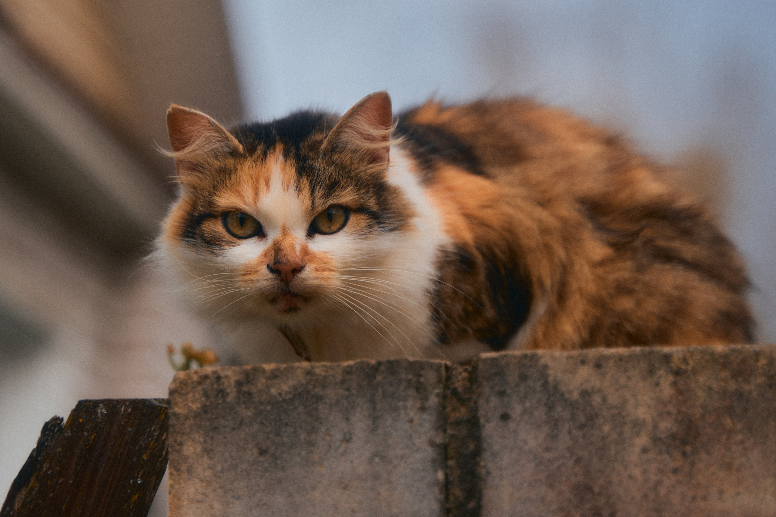 Краски осени в Торжке 2025