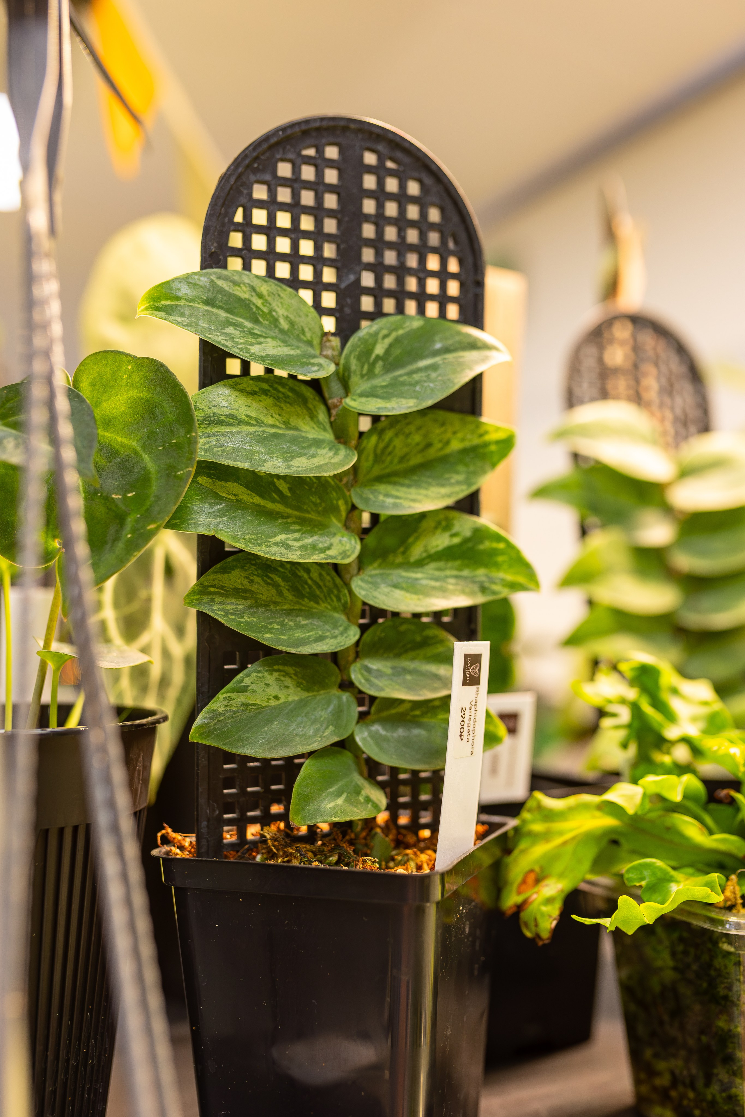 Монстериум апрель 2026. Александра Куликова фотограф, Москва