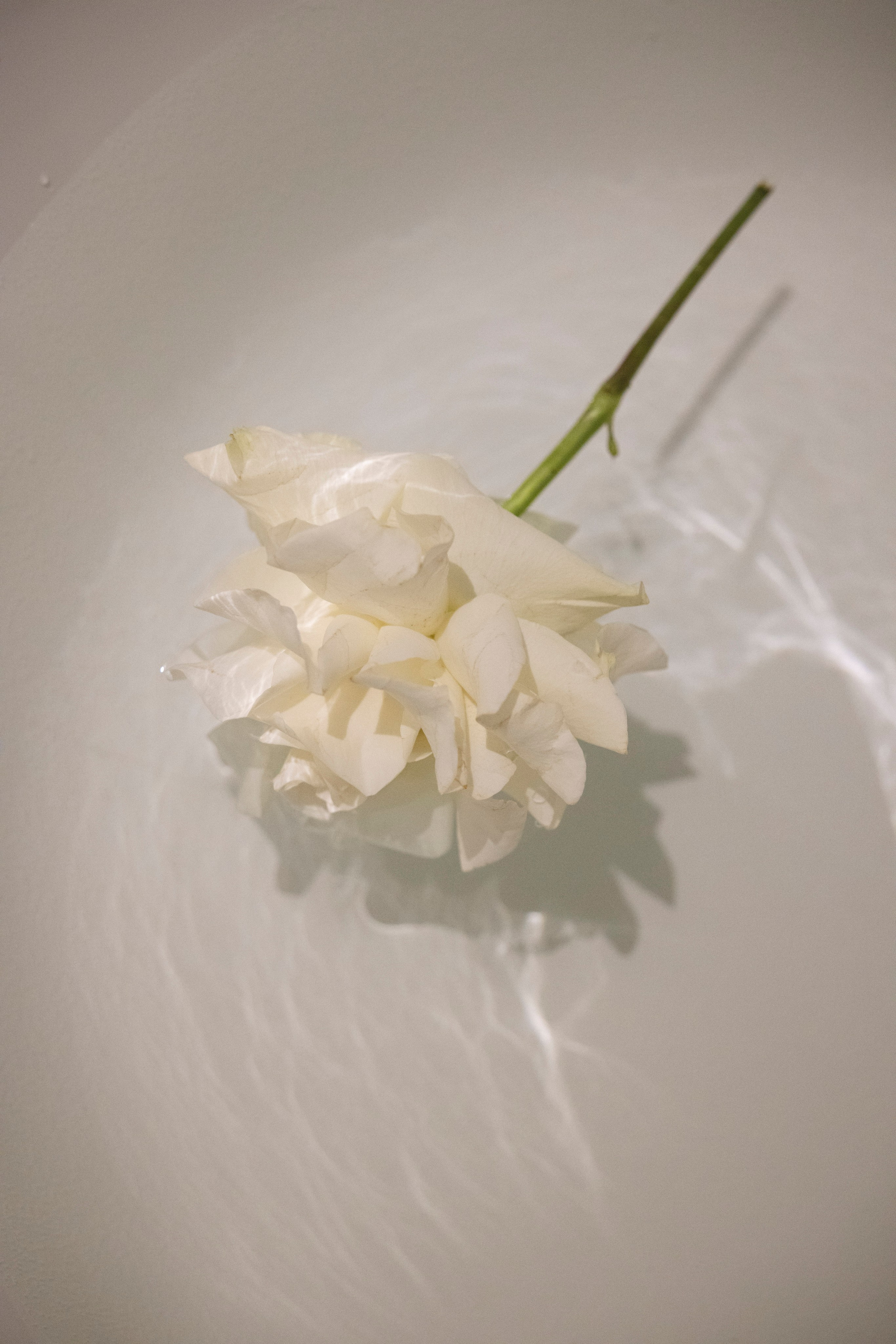 Ульяна и Кирилл. Свадебный и портретный фотограф