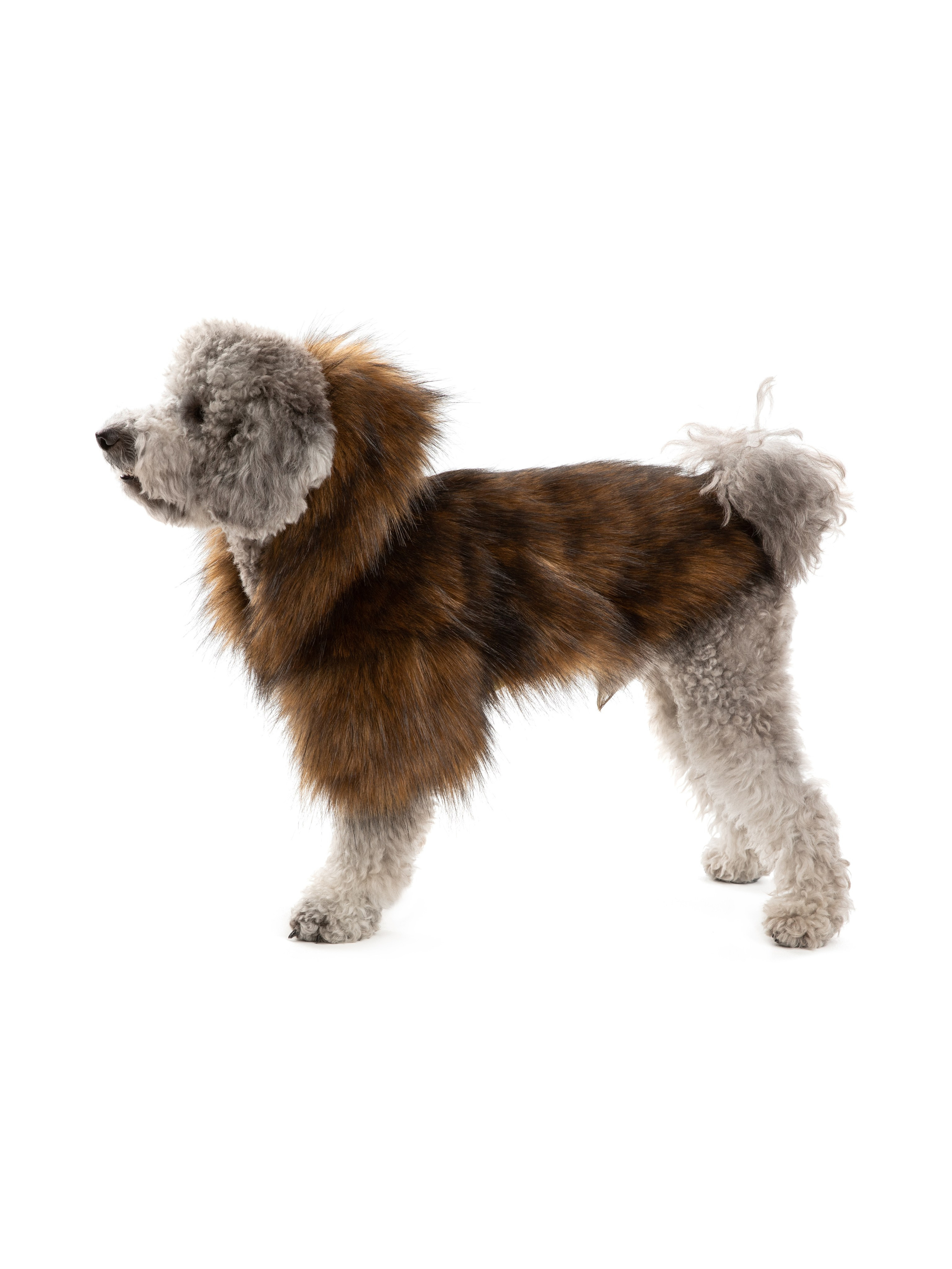 Одежда для собак Pet Subject. Олег Дмитриев