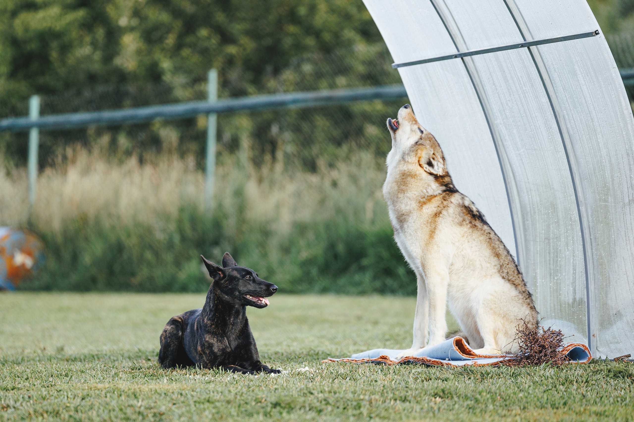 08.08.25-10.08.25 ЧР по мондьорингу г. Вологда. Фотограф-анималист Анна Маринич