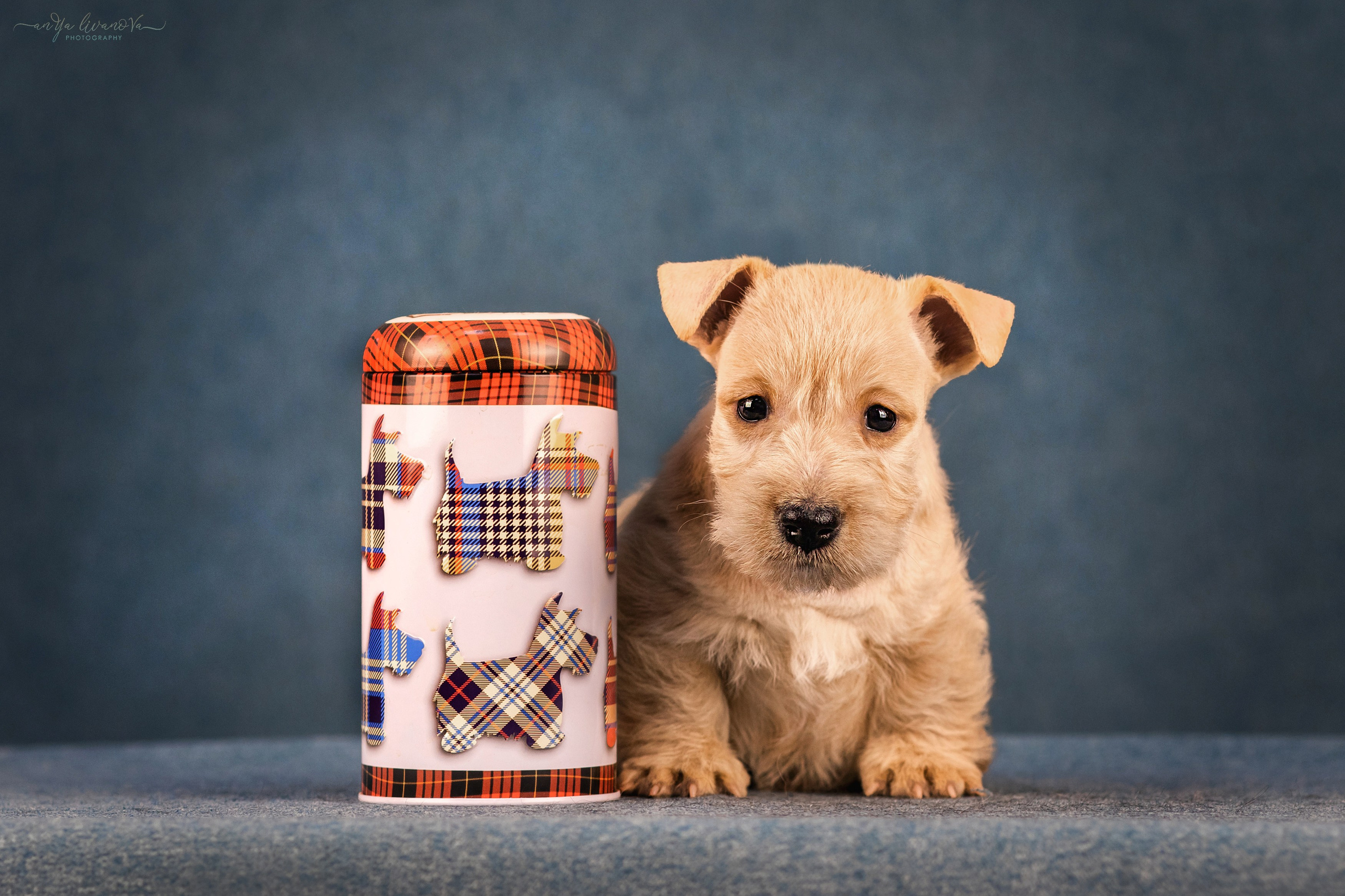 Скотти. Фотограф анималист Аня Ливанова | Рыбинск