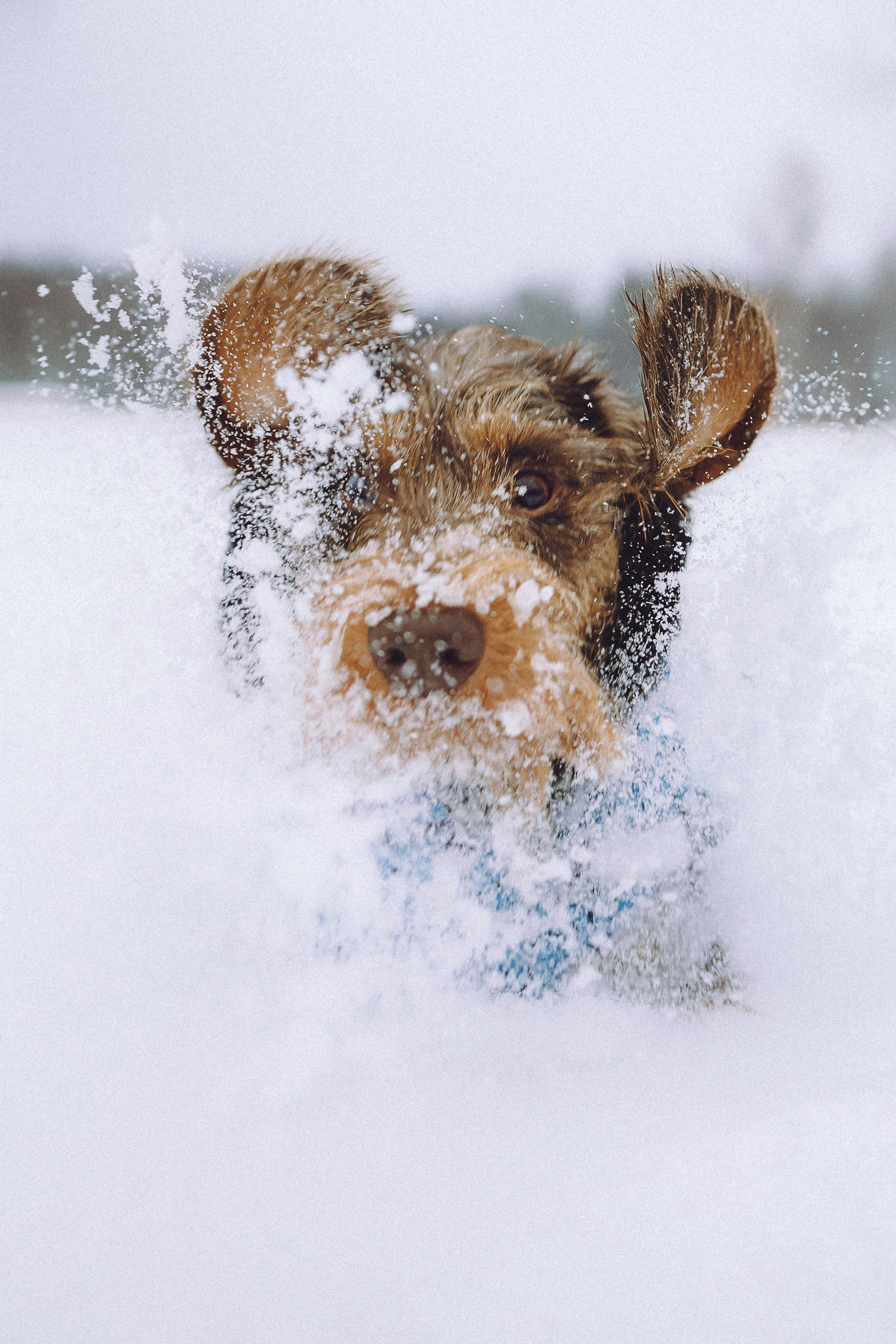 Каспер и его семья