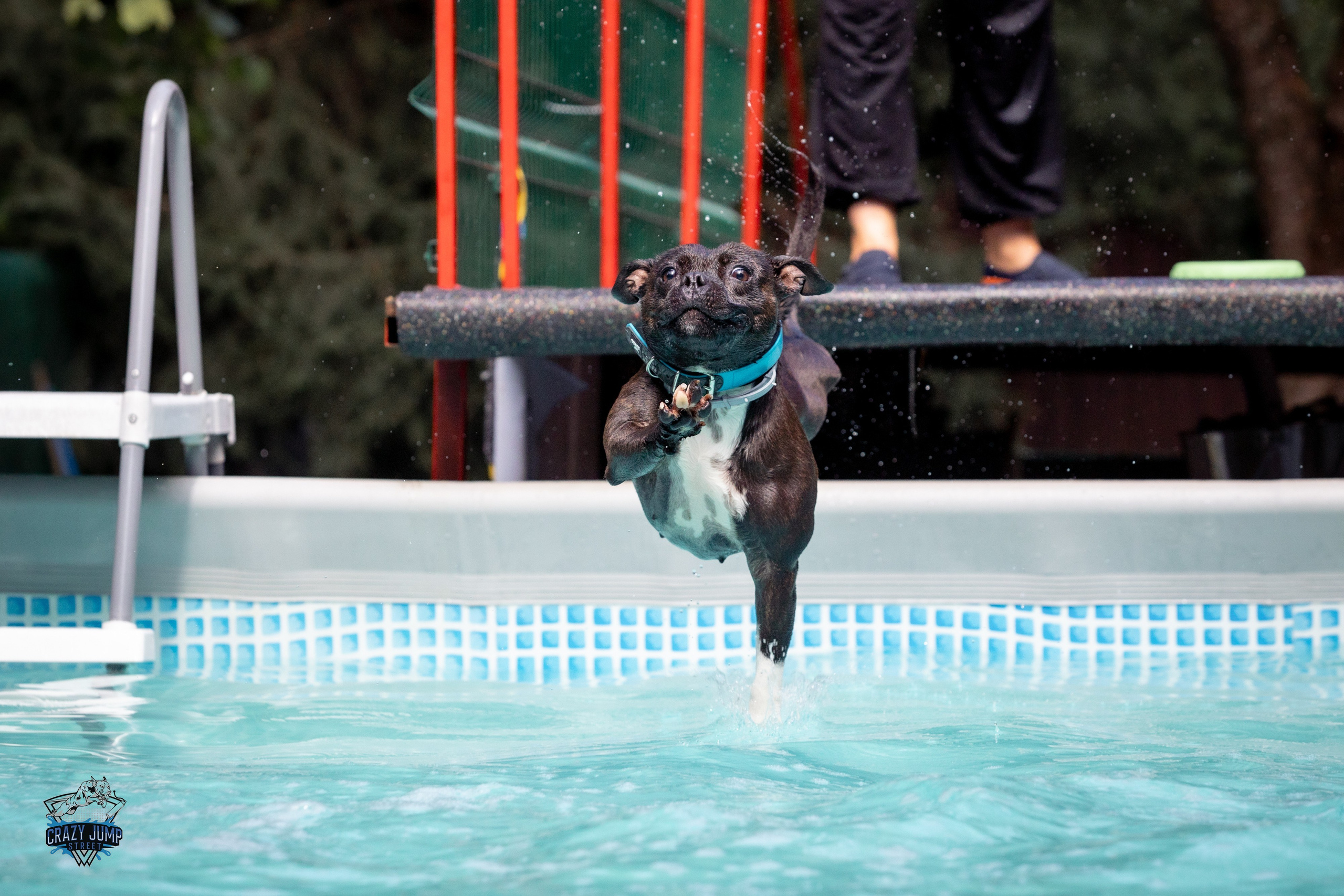Собаки, спорт, Док дайвинг. Свадебный и репортажный фотограф в Москве и Московской области