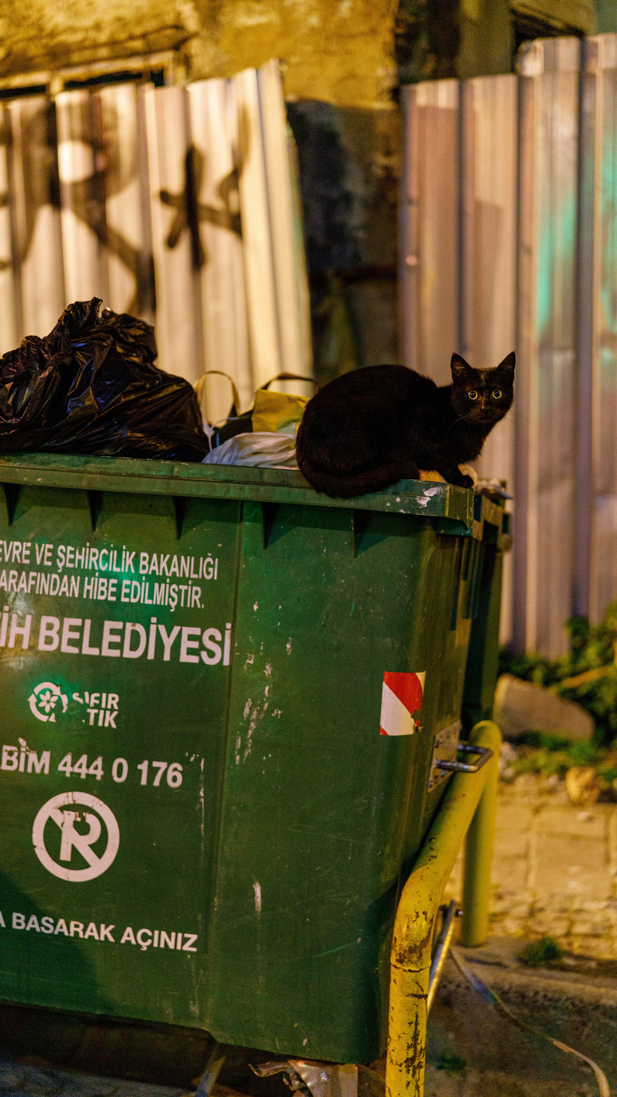 Кошки. Фотографии Дмитрия Захаренко