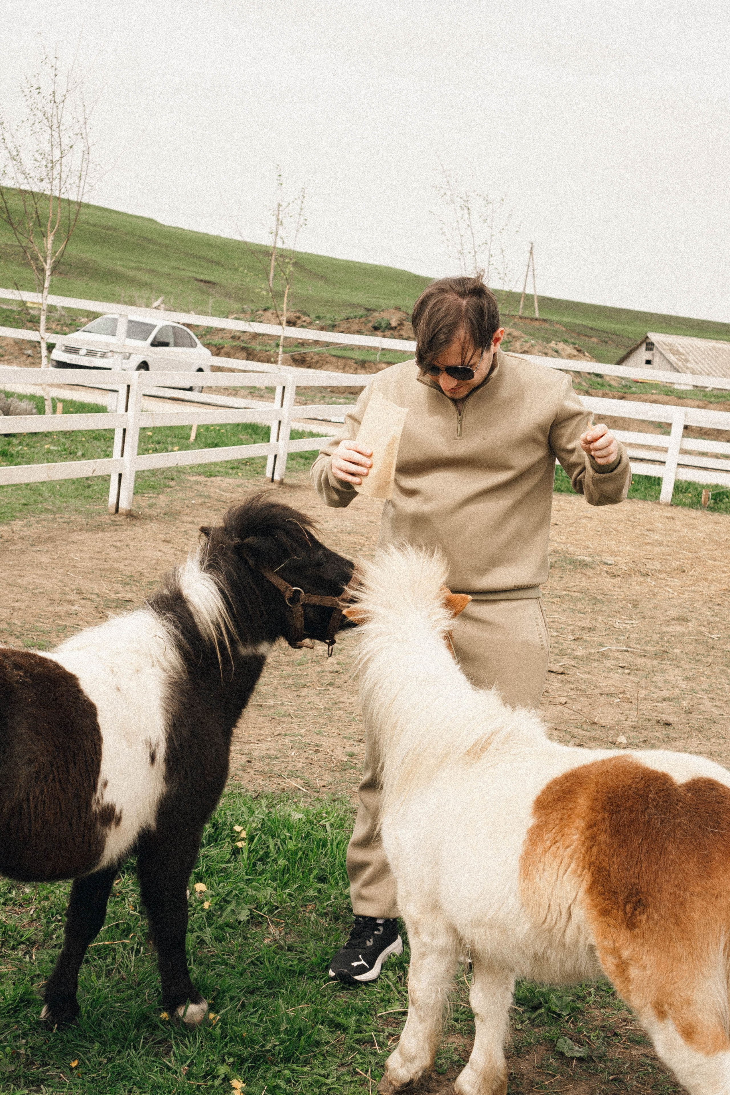 Ферма Альпак. Профессиональный фотограф, Санкт-Петербург — Виктория Богомолова
