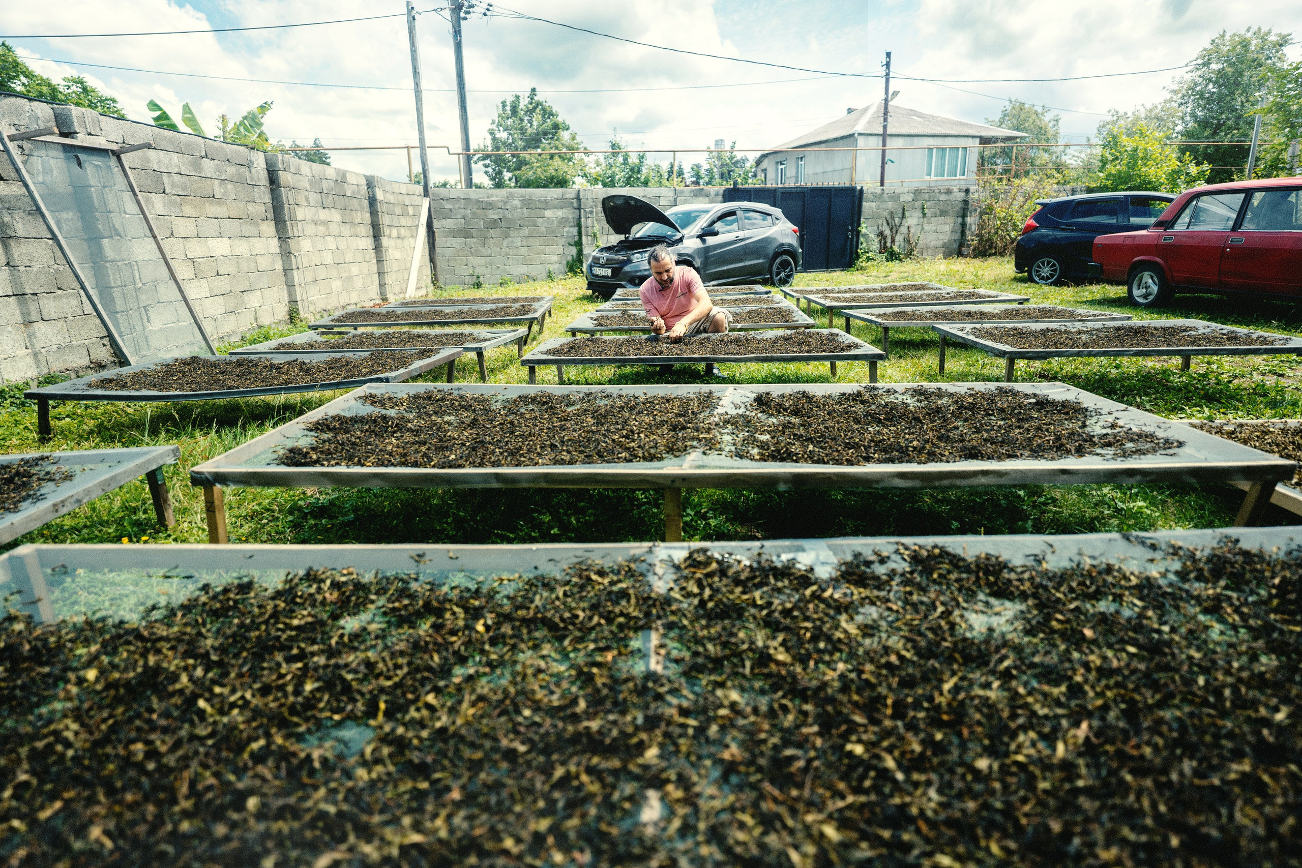 Tea production Moychay, Guria. Андрей Фадеев фото видео Тбилиси
