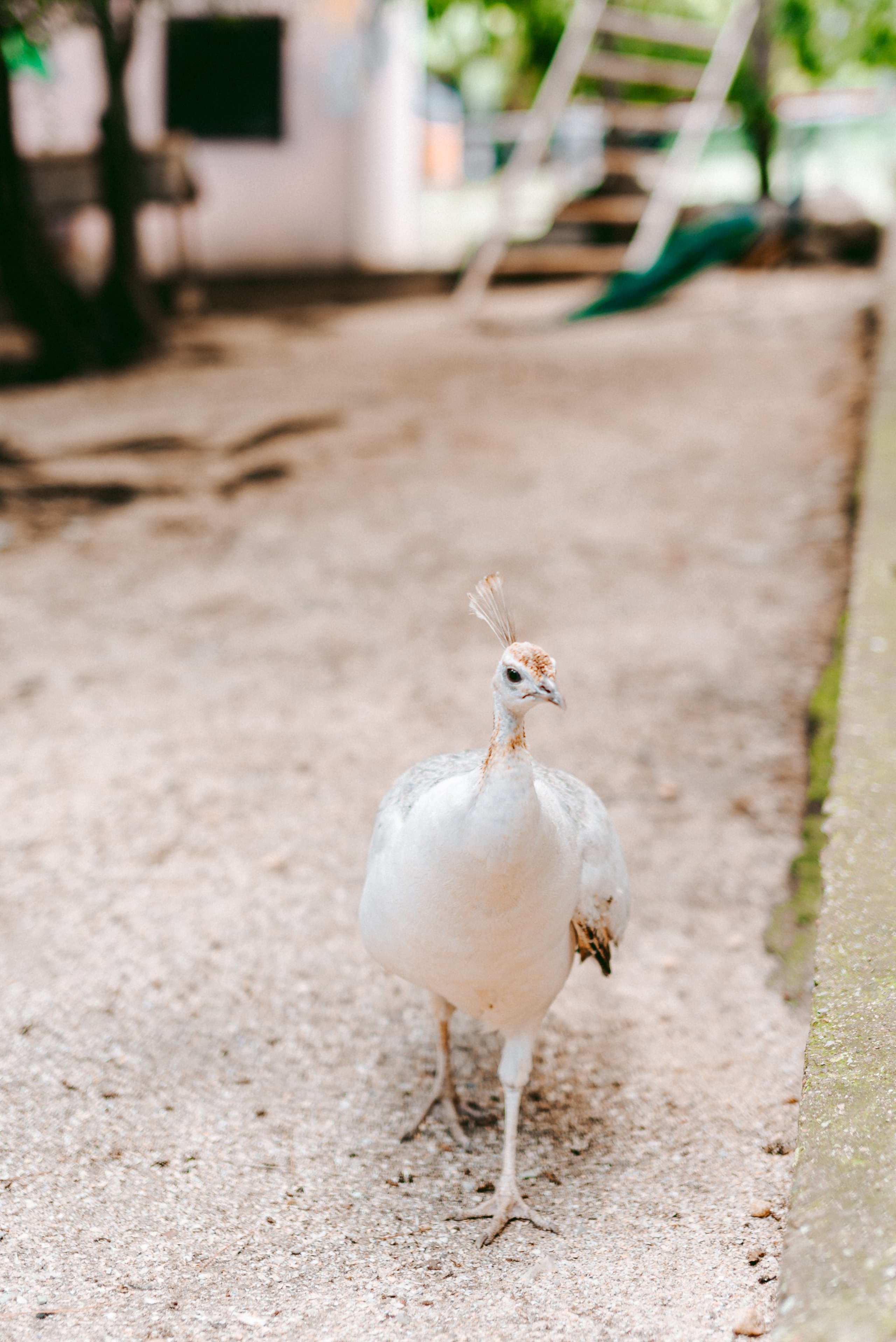 Июнь–Июль Отпуск Белореченск, Геленджик. Семейный, Свадебный фотограф СПБ Питер— Романова Екатерина