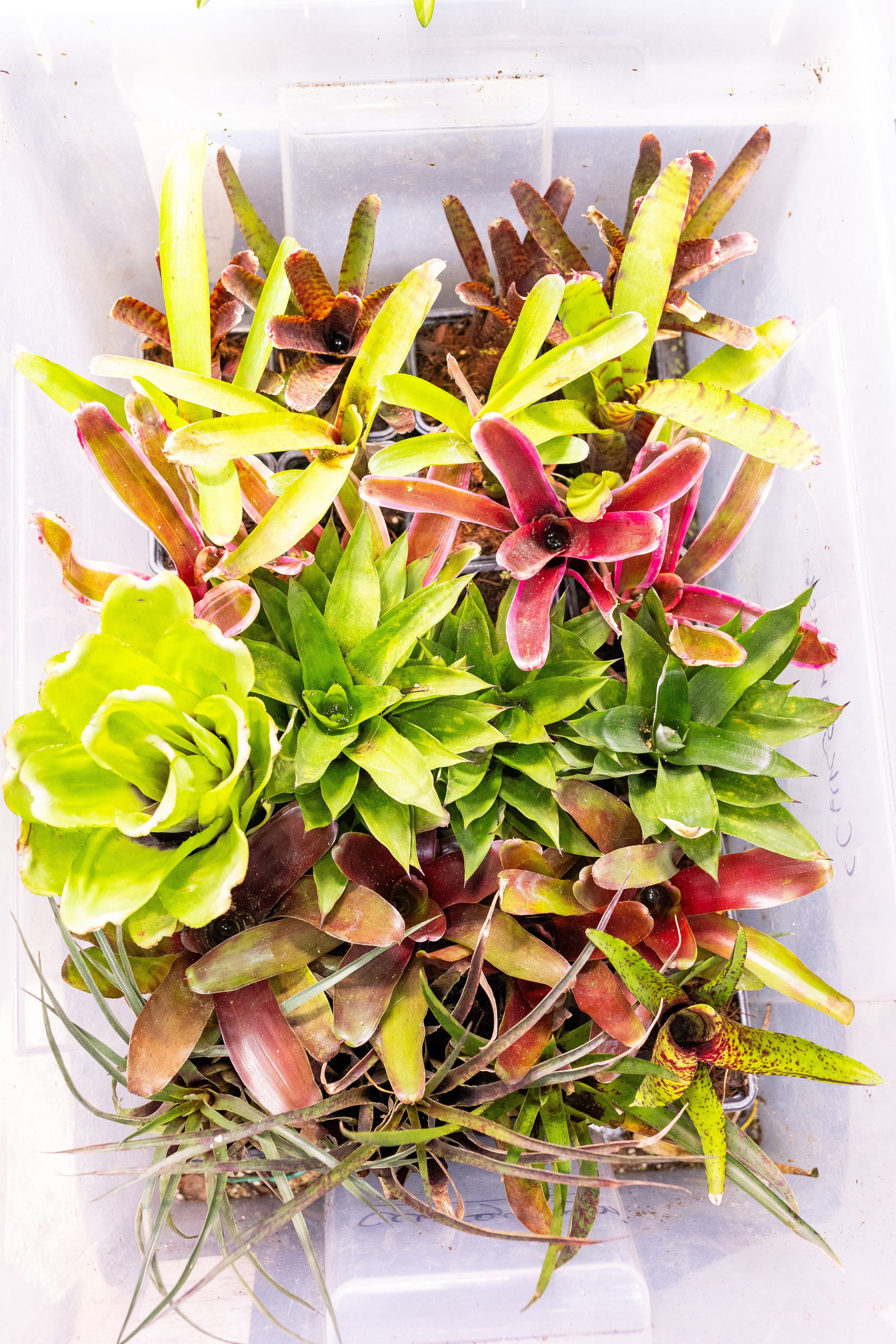 Орхидиум май 2025. Александра Куликова фотограф, Москва