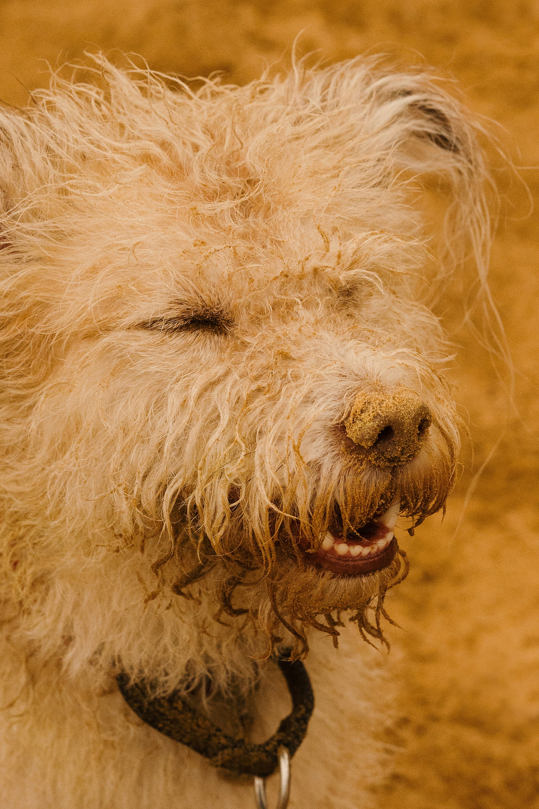 Акиро и Йоши. Фотограф- анималист Александра Матвеева