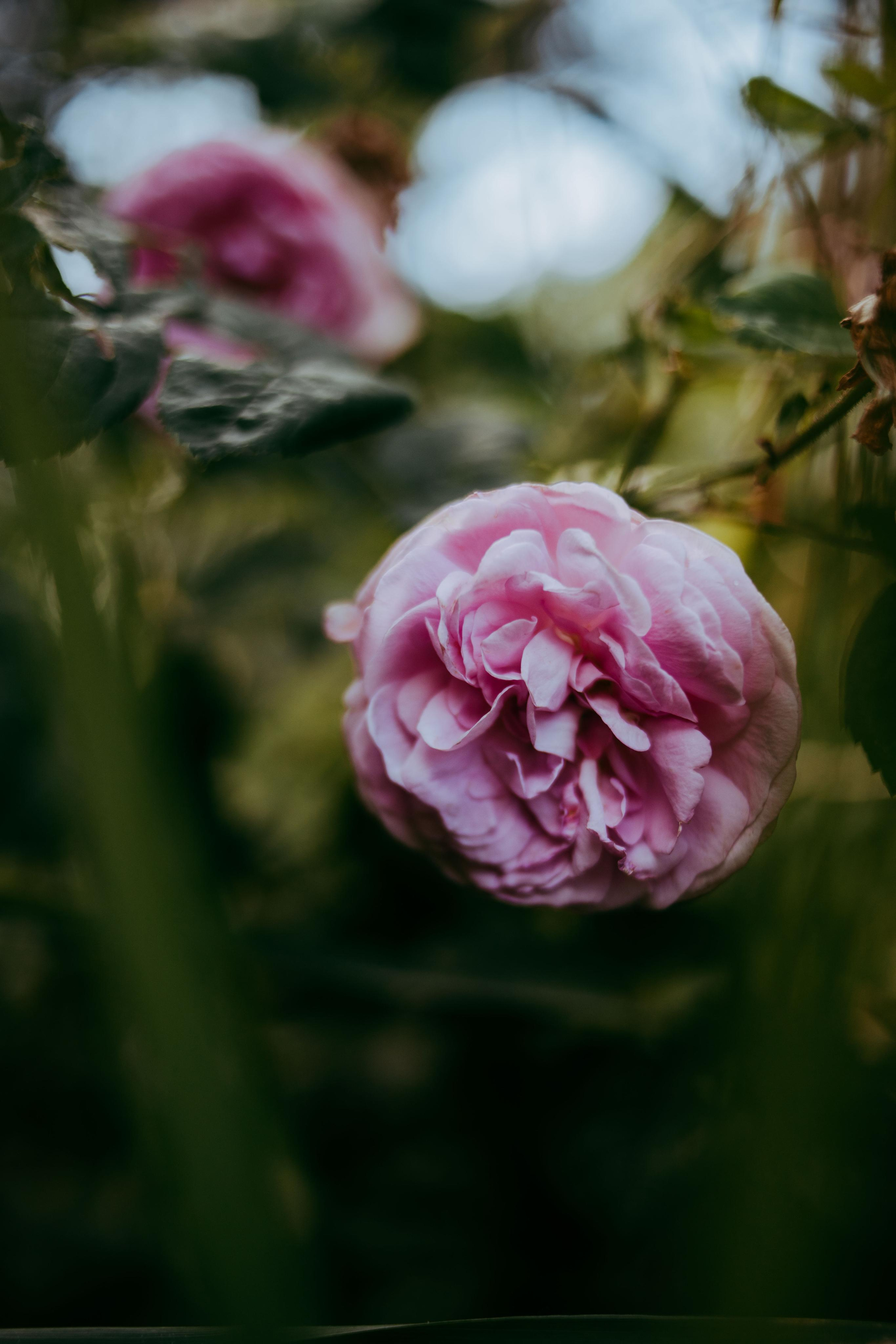 2022. Фотограф Коронелли