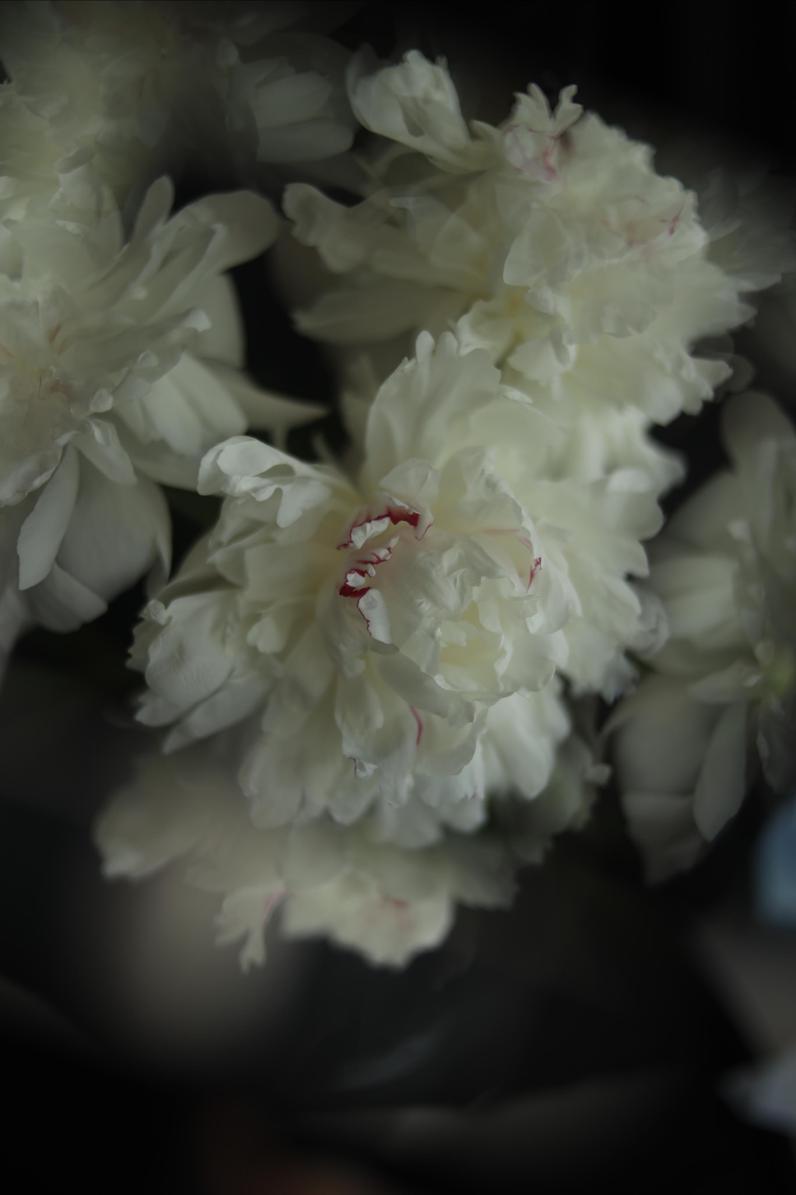 2022. Фотограф Коронелли