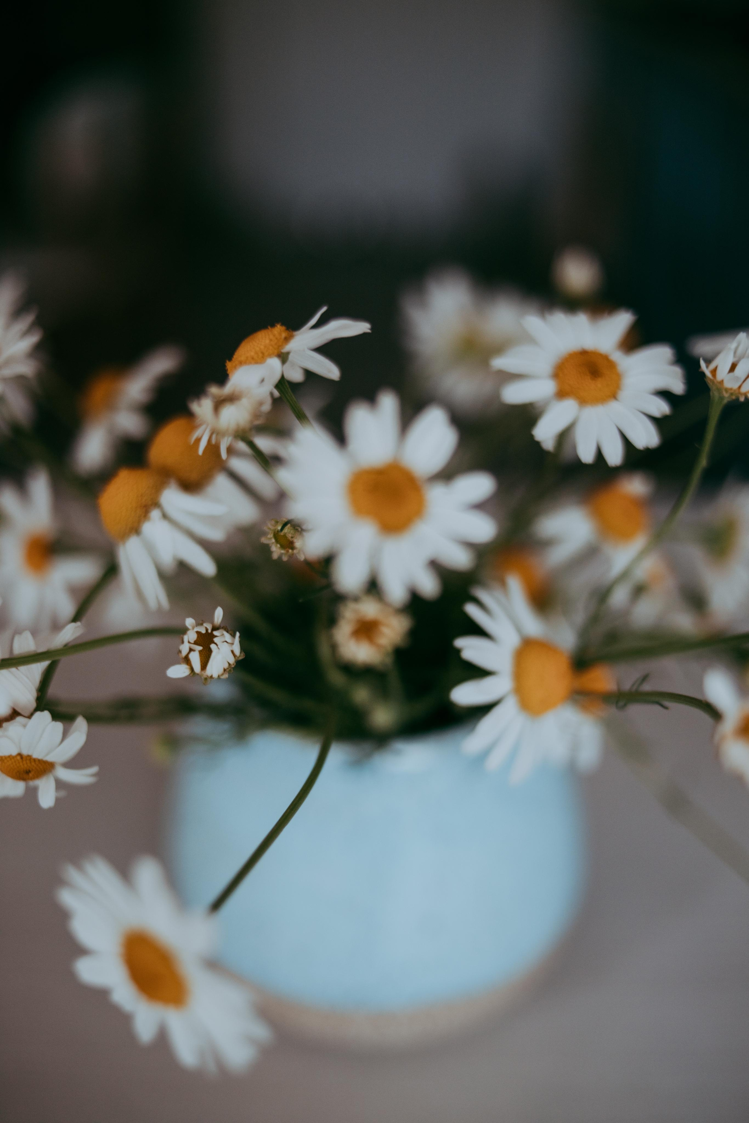 2022. Фотограф Коронелли